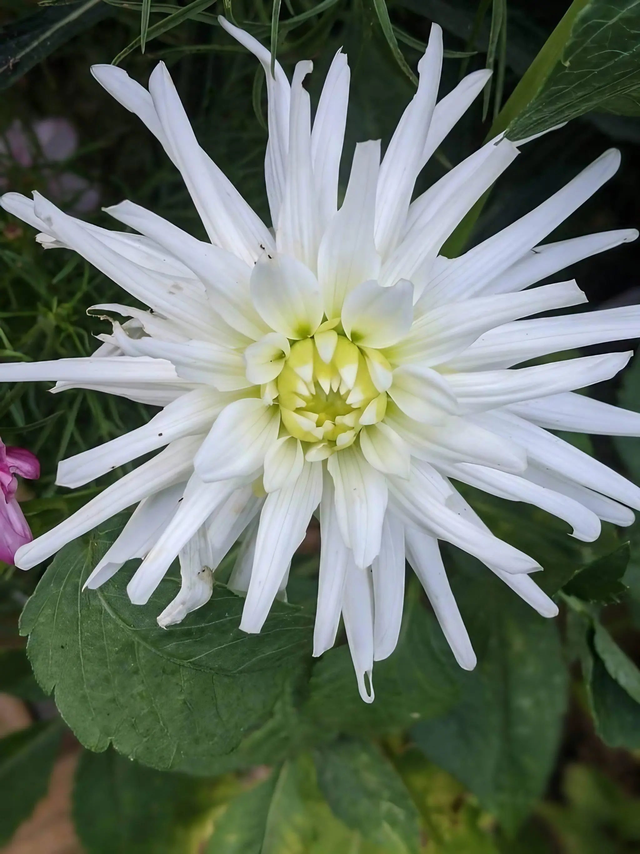 Dahlia Cactus Mixed - REGN