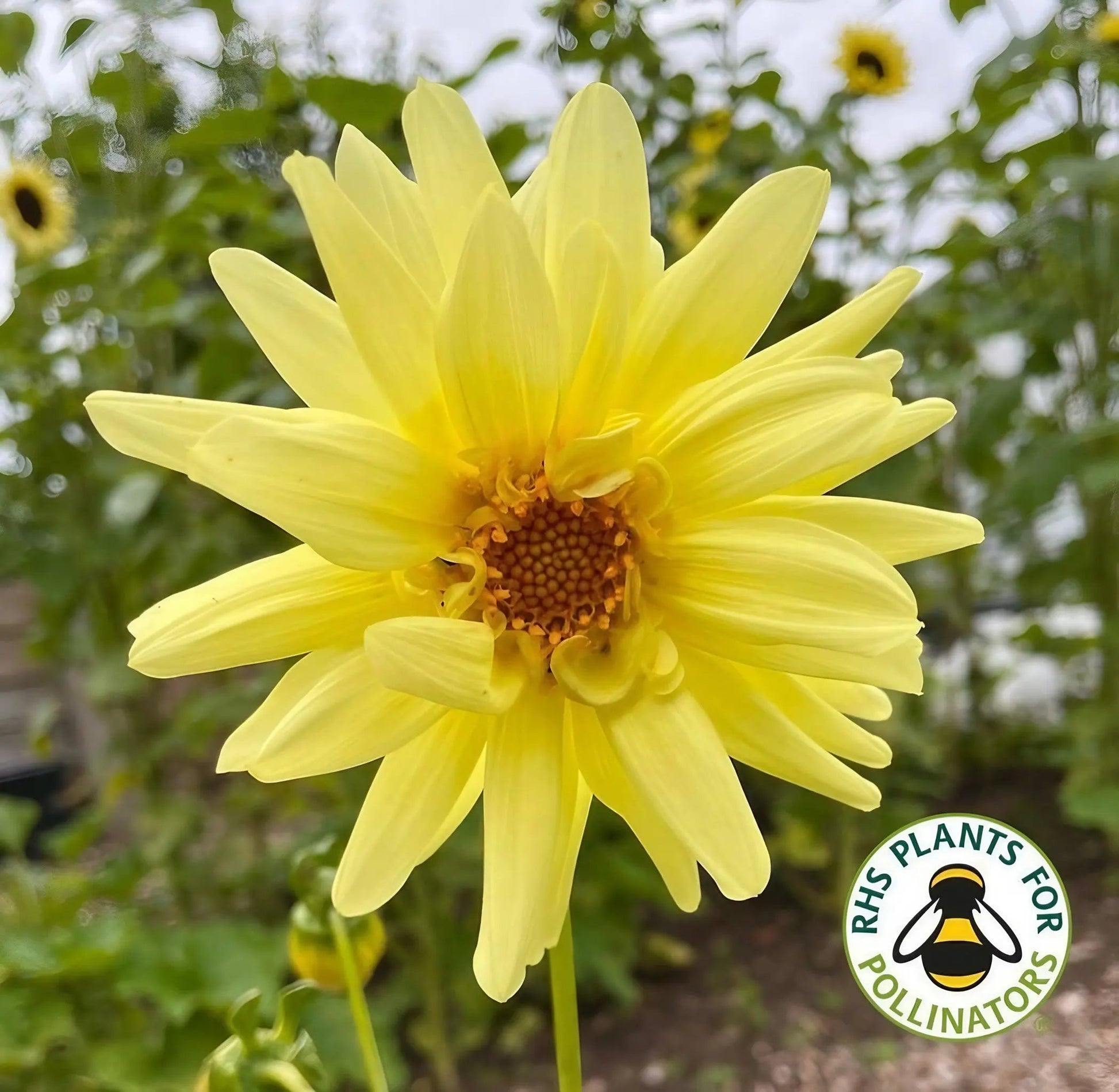 Dahlia Cactus Mixed - REGN