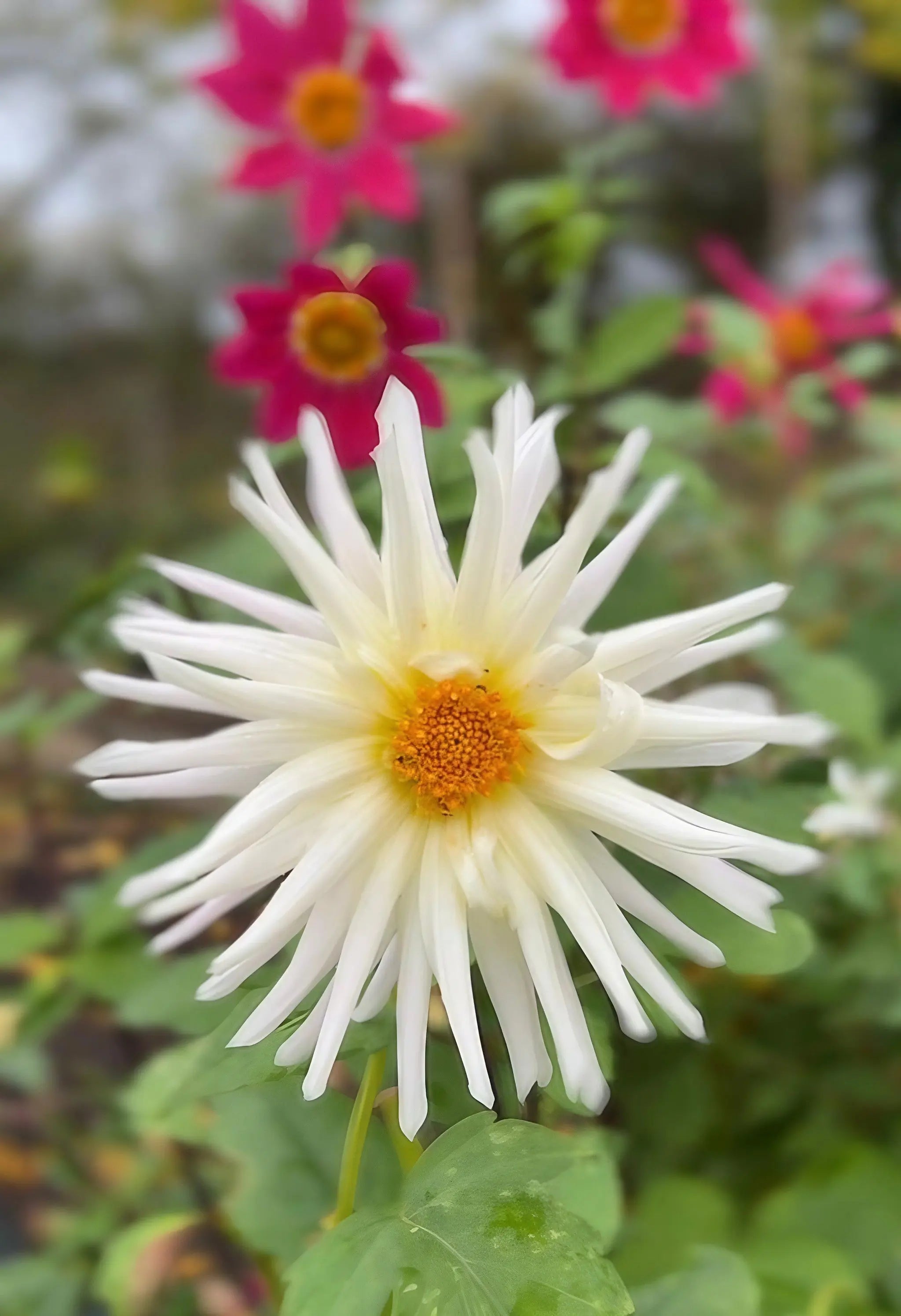 Dahlia Cactus Mixed - REGN