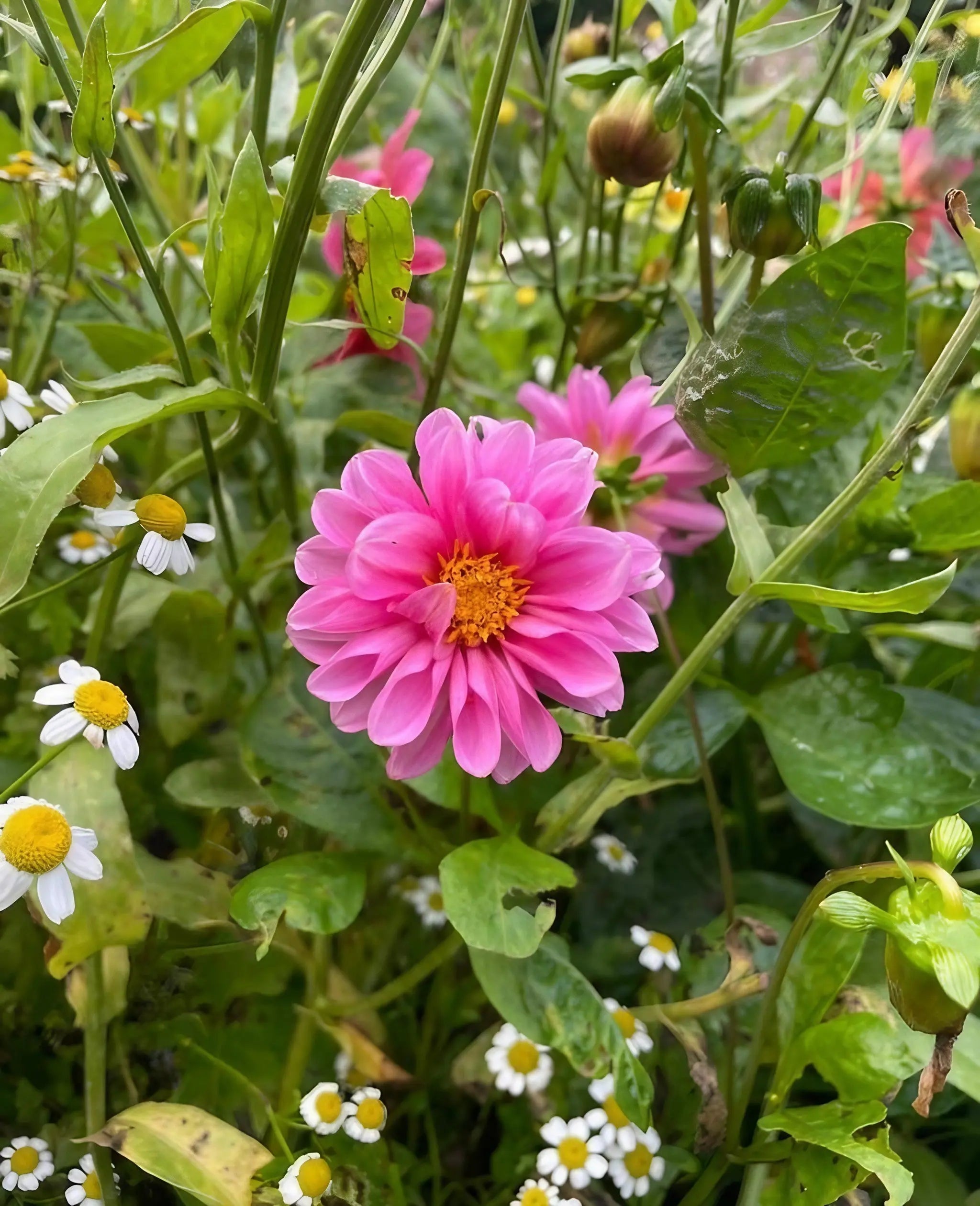 Dahlia Early Bird Mix - REGN