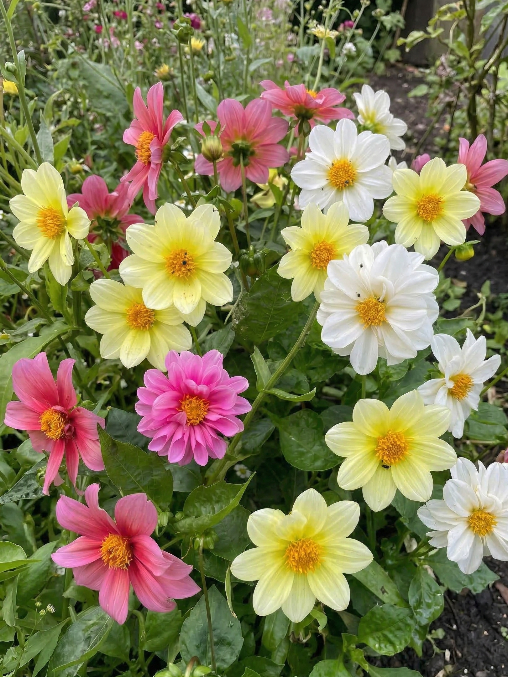 Dahlia Early Bird Mix - REGN