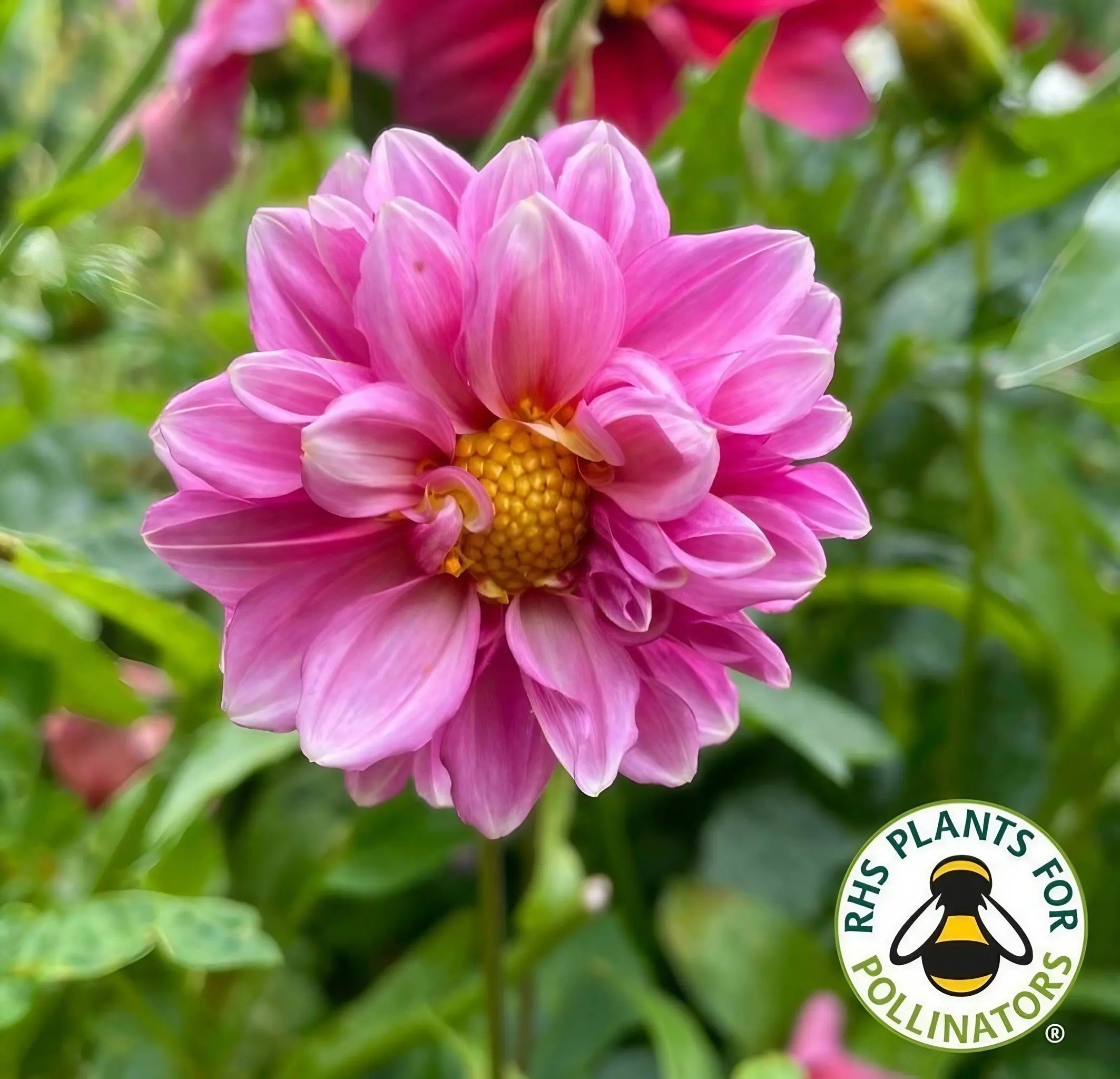 Dahlia Early Bird Mix - REGN