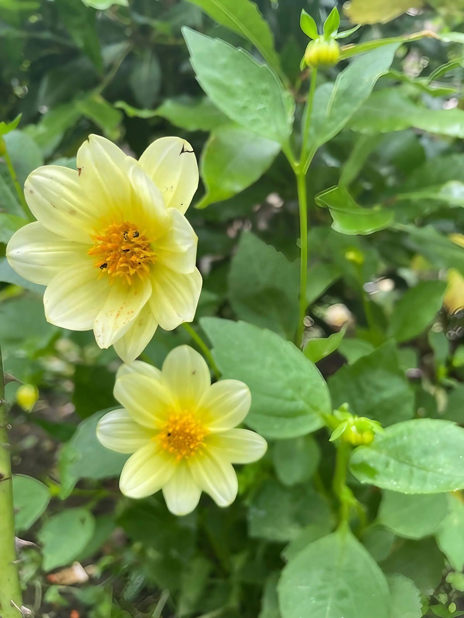 Dahlia Early Bird Mix - REGN