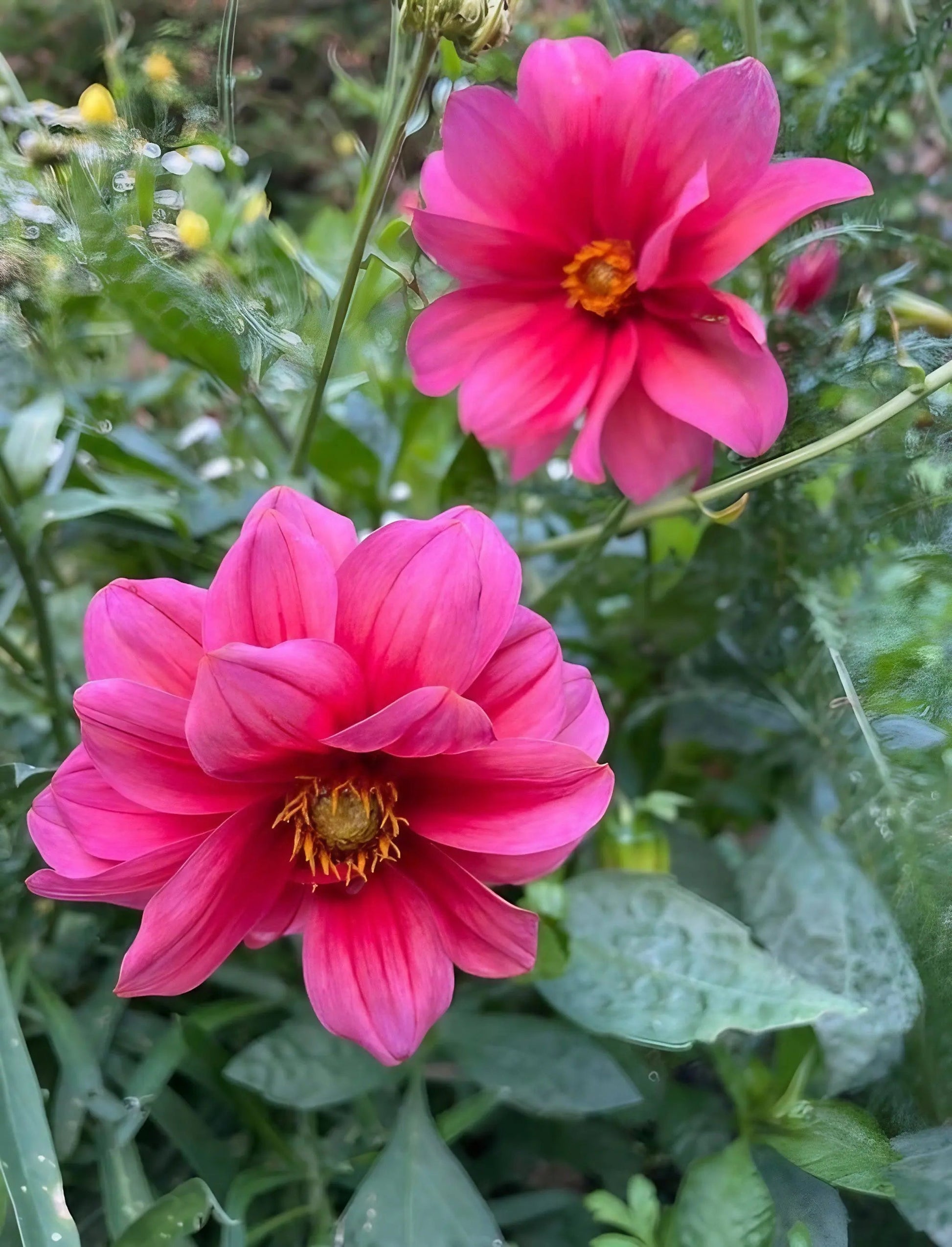 Dahlia Early Bird Mix - REGN