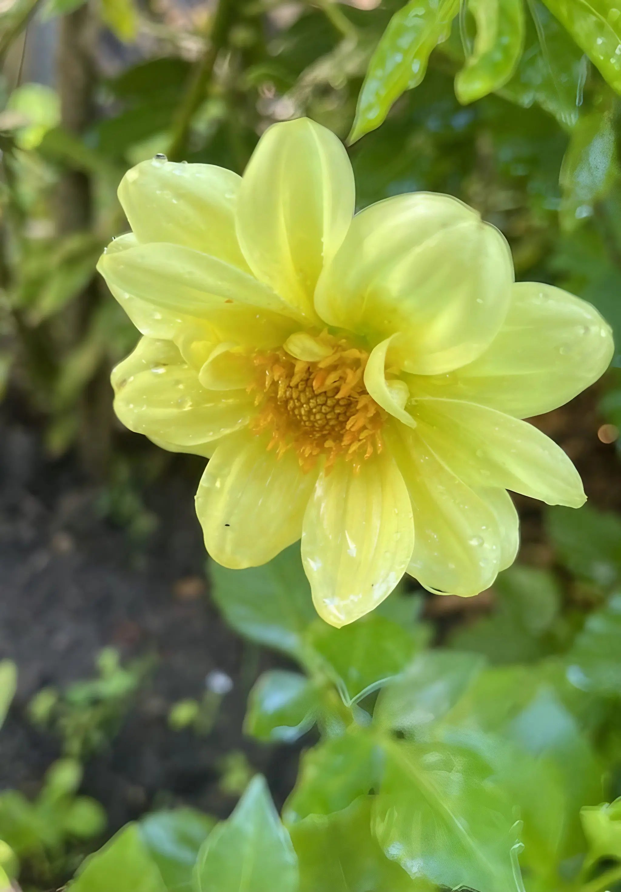 Dahlia Early Bird Mix - REGN