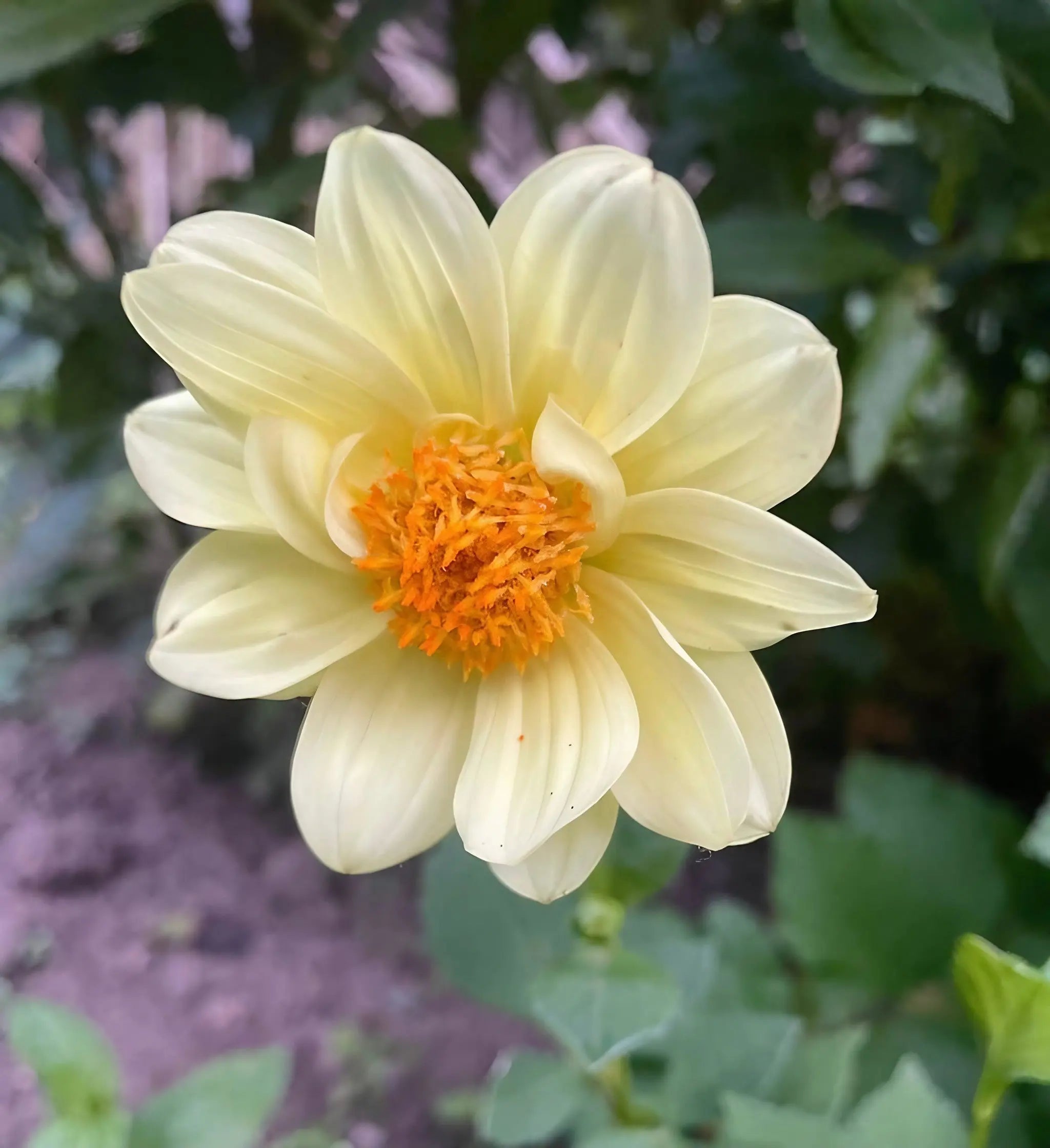 Dahlia Early Bird Mix - REGN