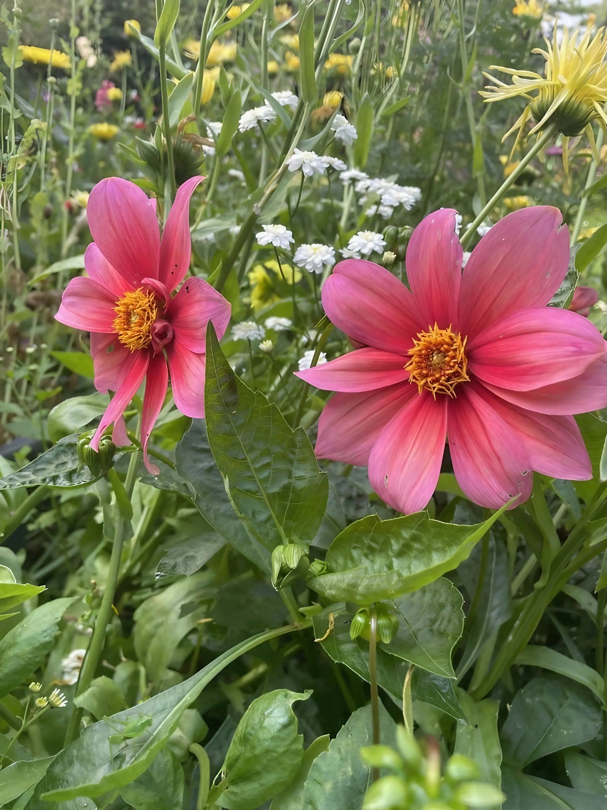 Dahlia Early Bird Mix - REGN