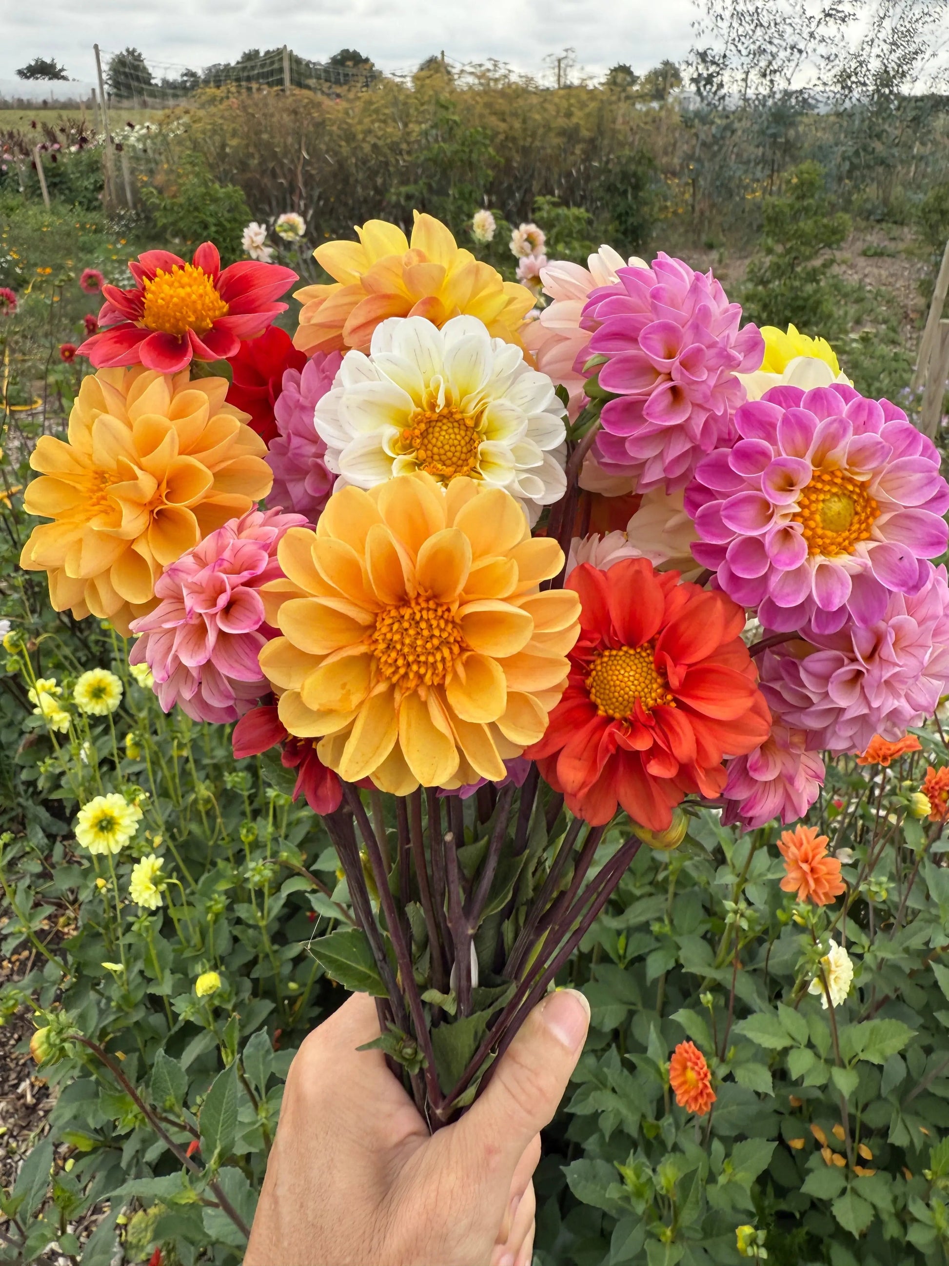 Dahlia Pompone Double Mixed - REGN