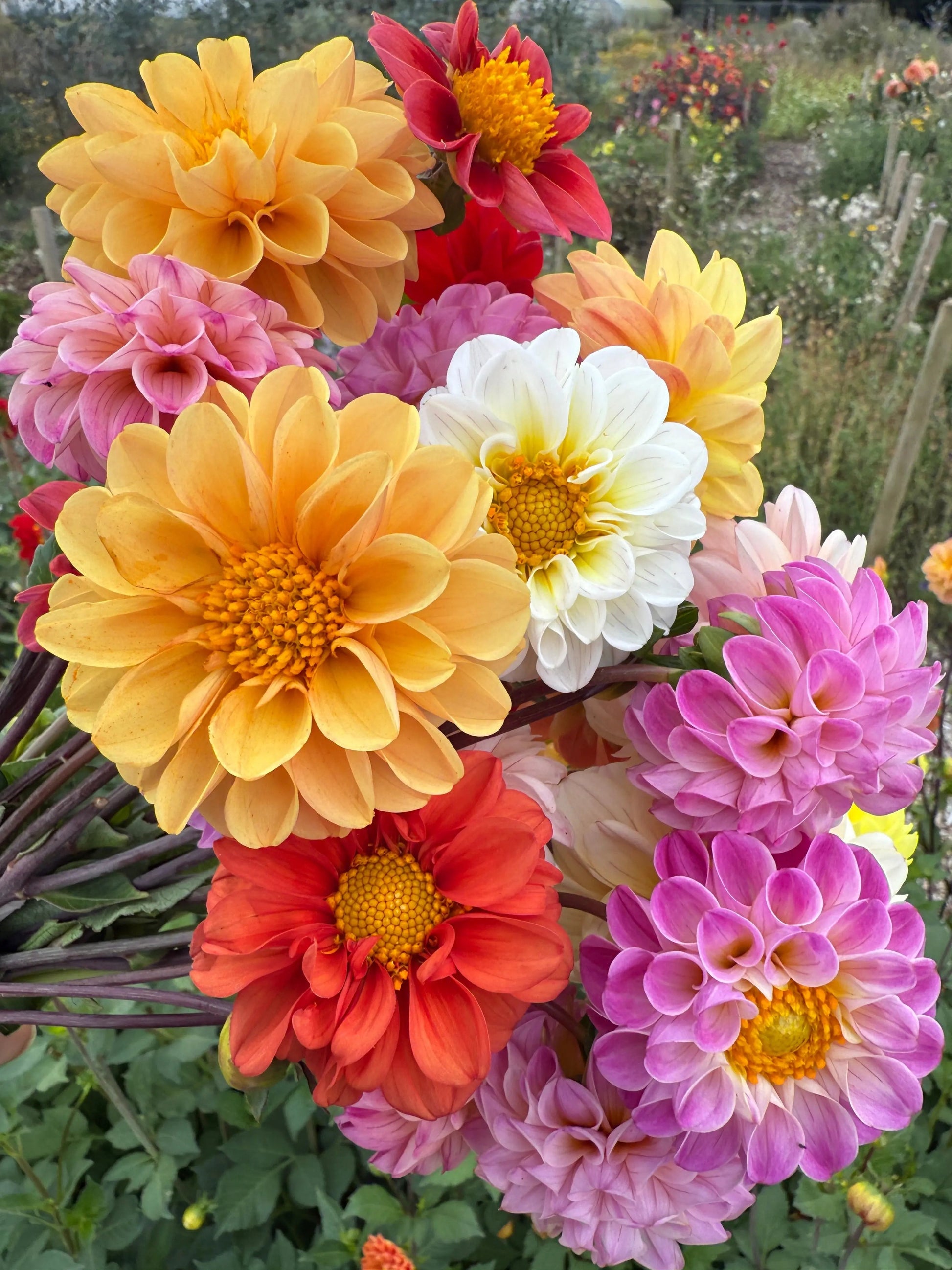 Dahlia Pompone Double Mixed - REGN