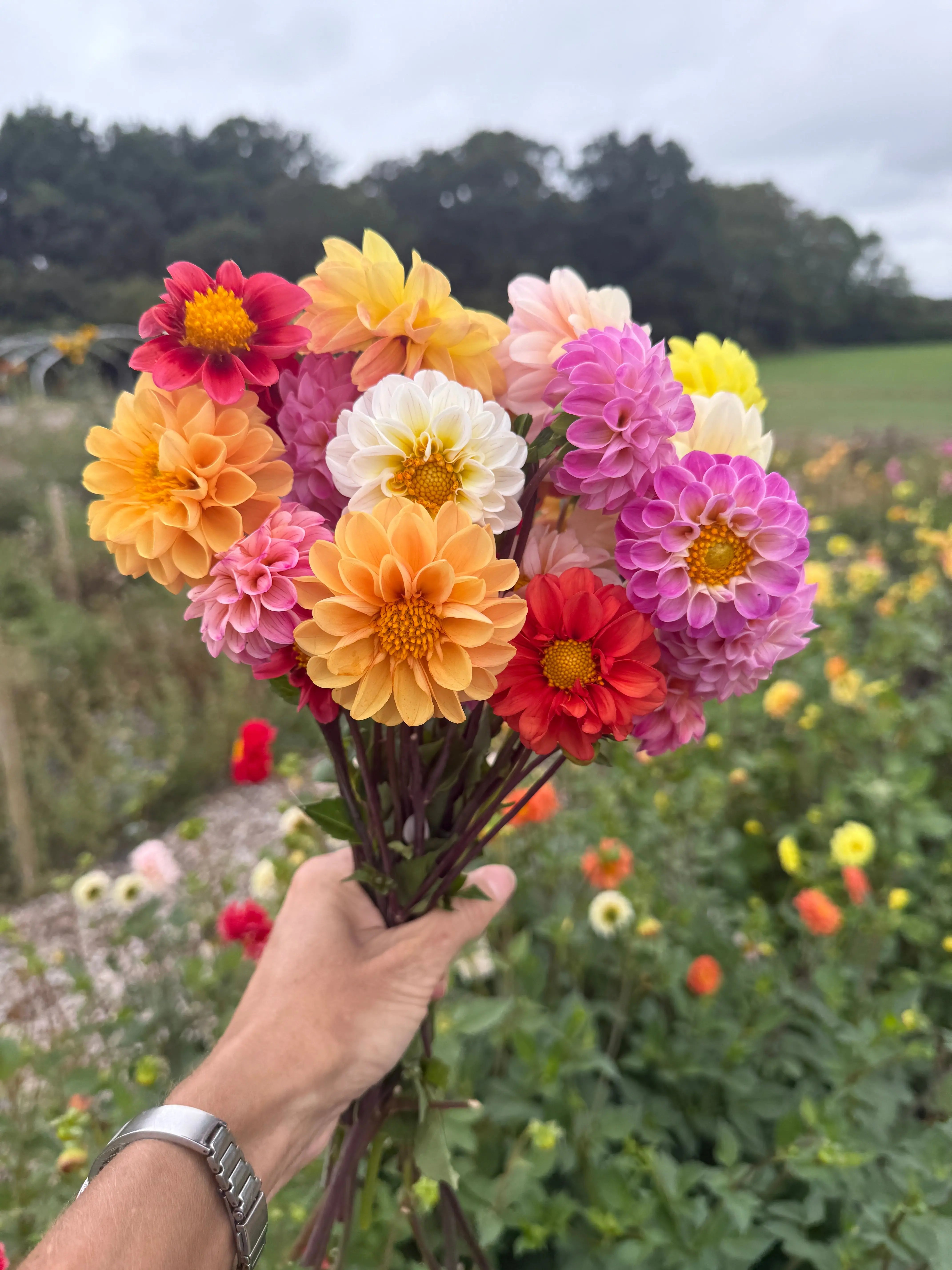 Dahlia Pompone Double Mixed - REGN
