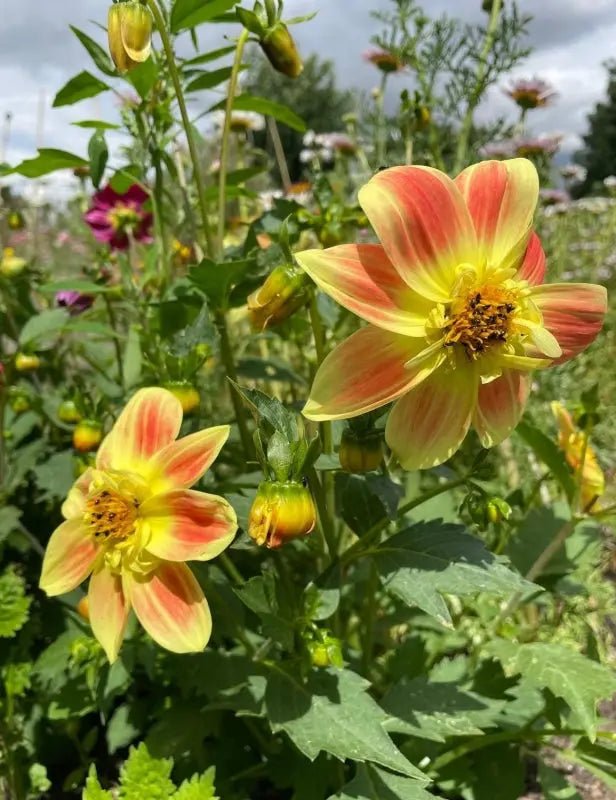 Dahlia Yankee Doodle Dandy Mix - REGN