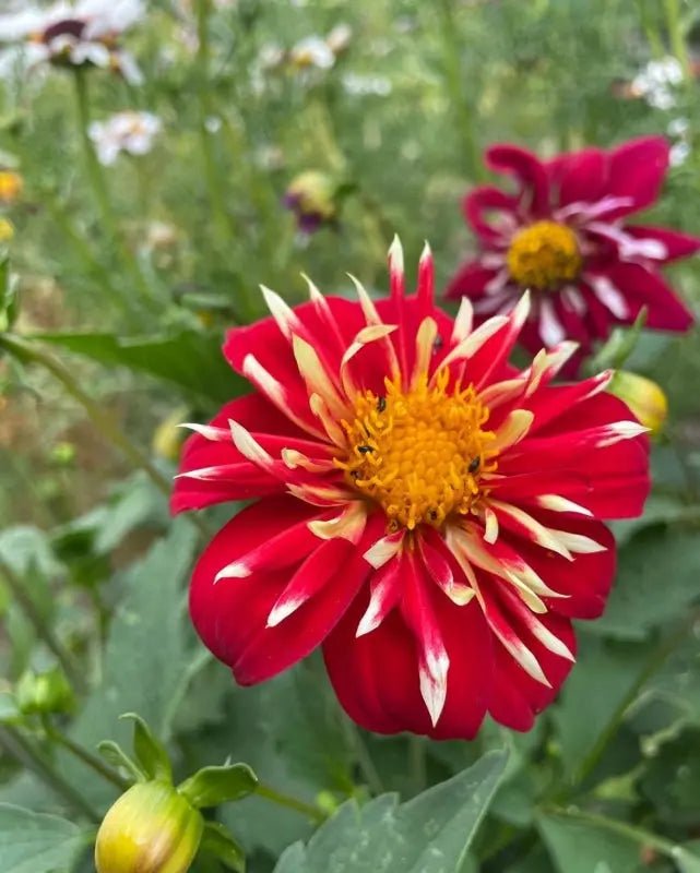 Dahlia Yankee Doodle Dandy Mix - REGN