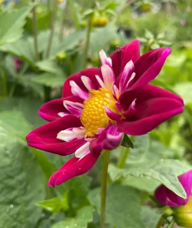 Dahlia Yankee Doodle Dandy Mix - REGN