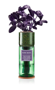 Dark Basil (Purple) - REGN