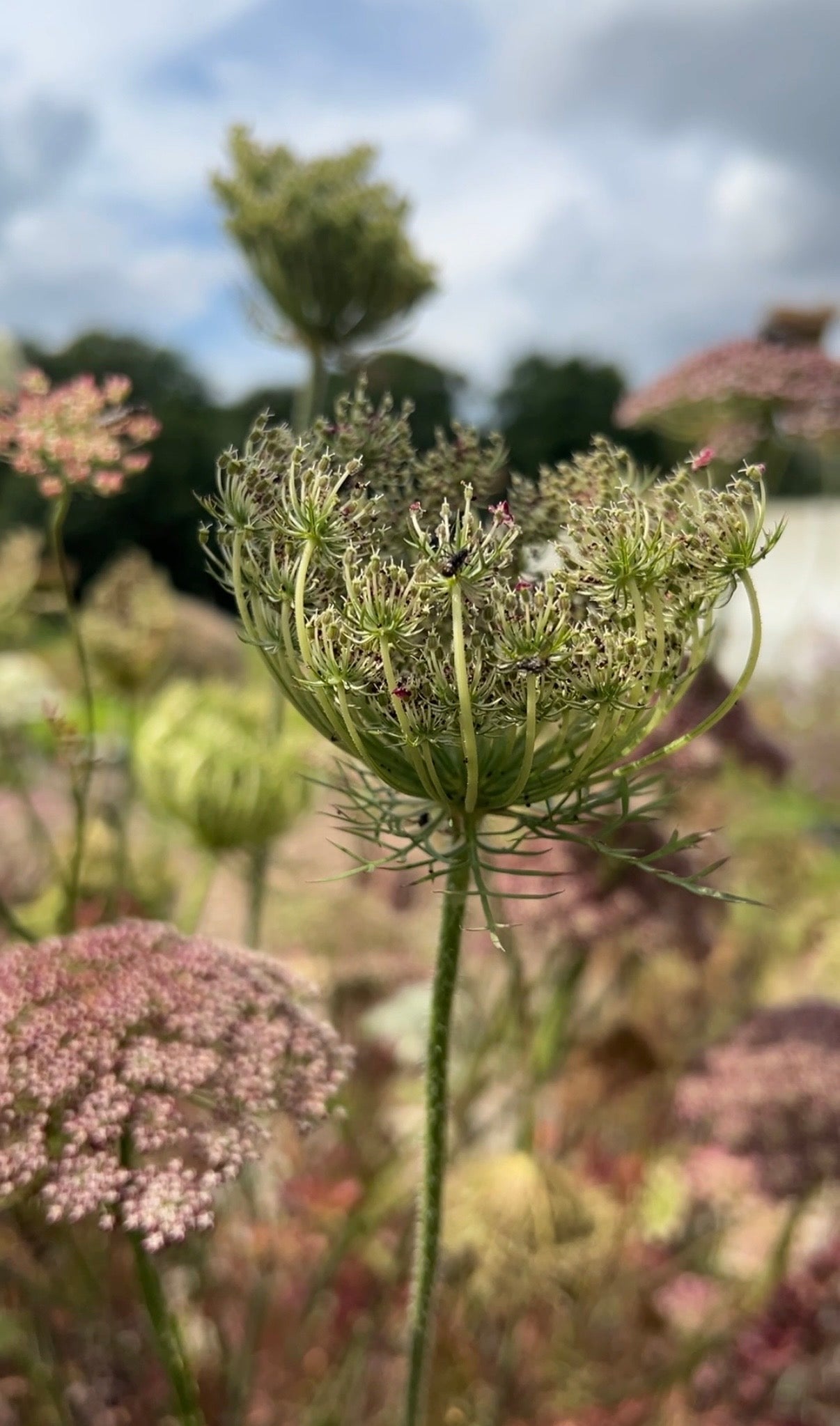 Daucus Carota Dara - REGN
