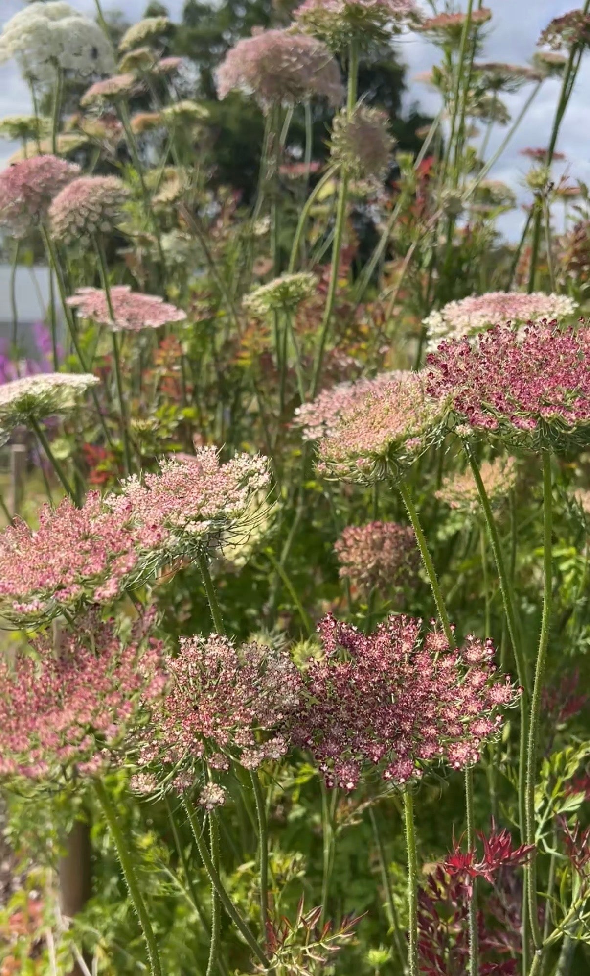 Daucus Carota Dara - REGN