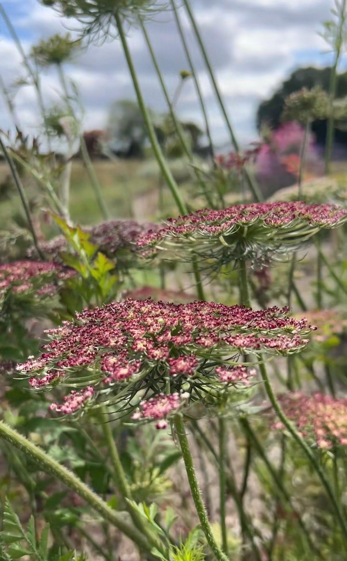 Daucus Carota Dara - REGN
