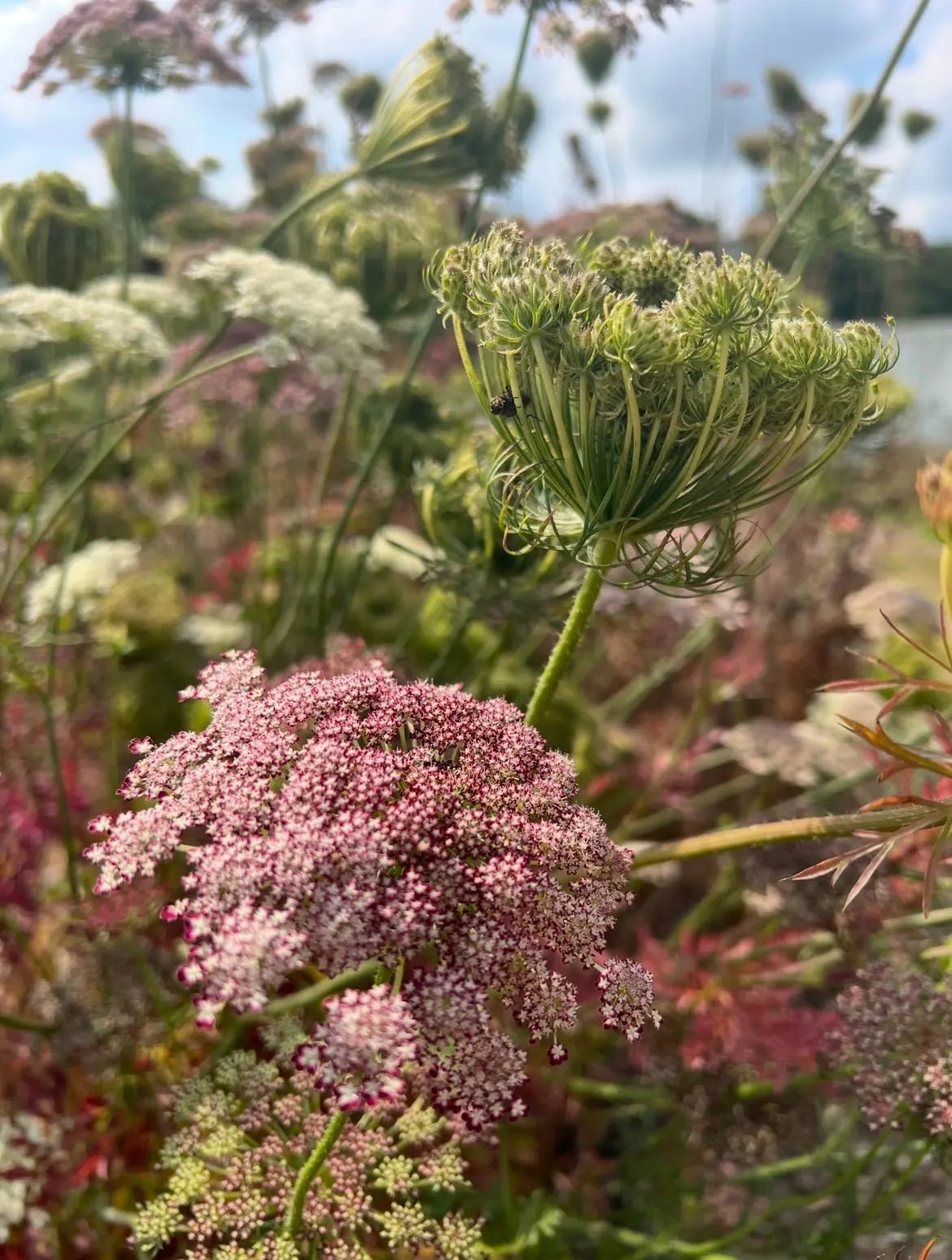 Daucus Carota Dara - REGN