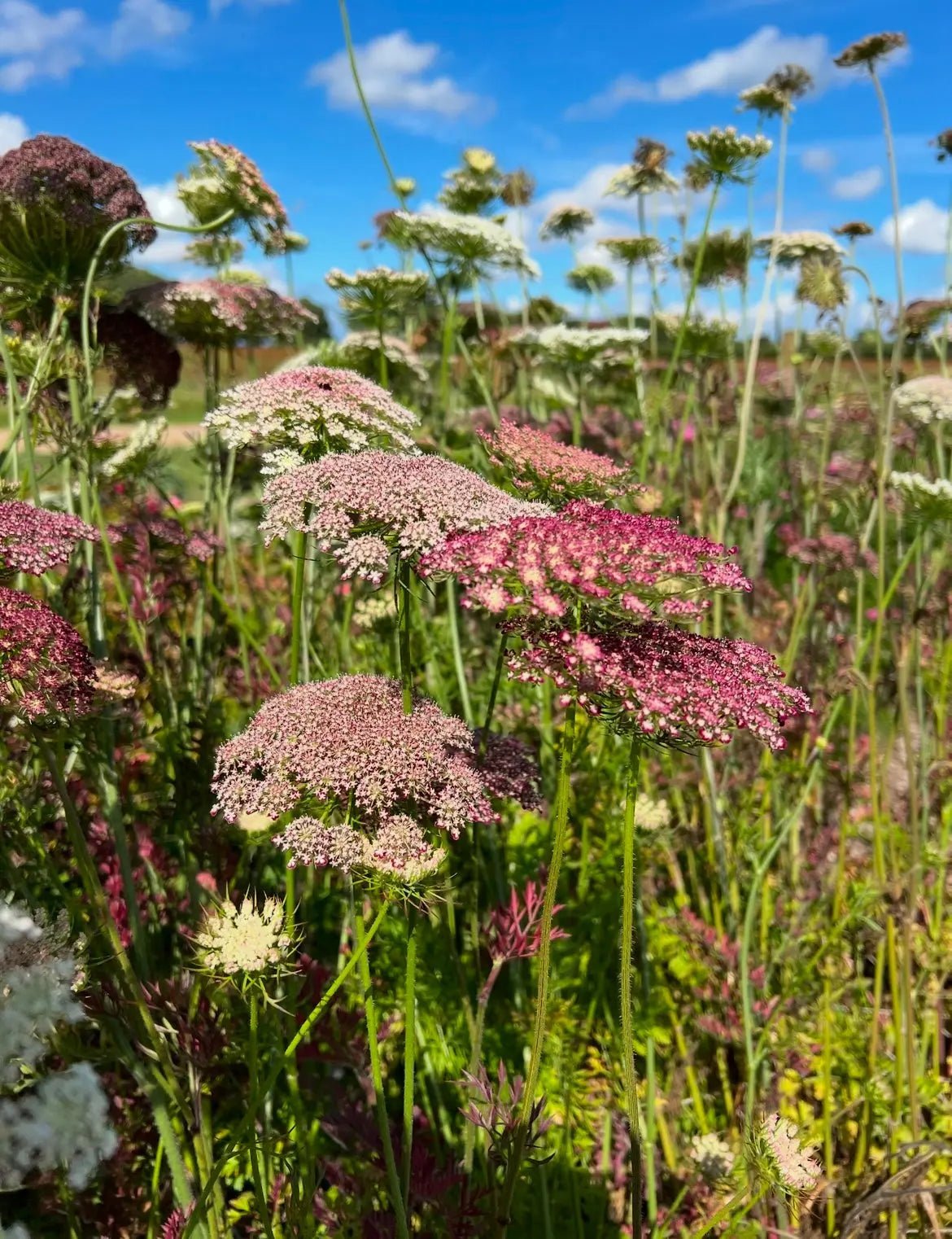 Daucus Carota Dara - REGN