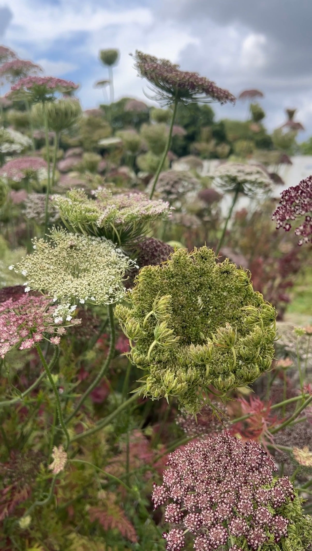 Daucus Carota Dara - REGN