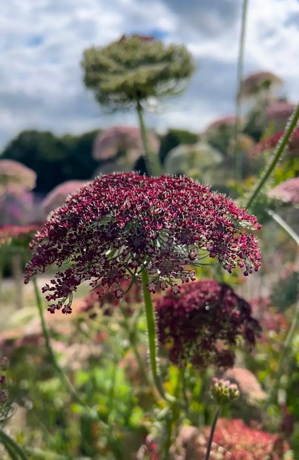 Daucus Carota Dara - REGN