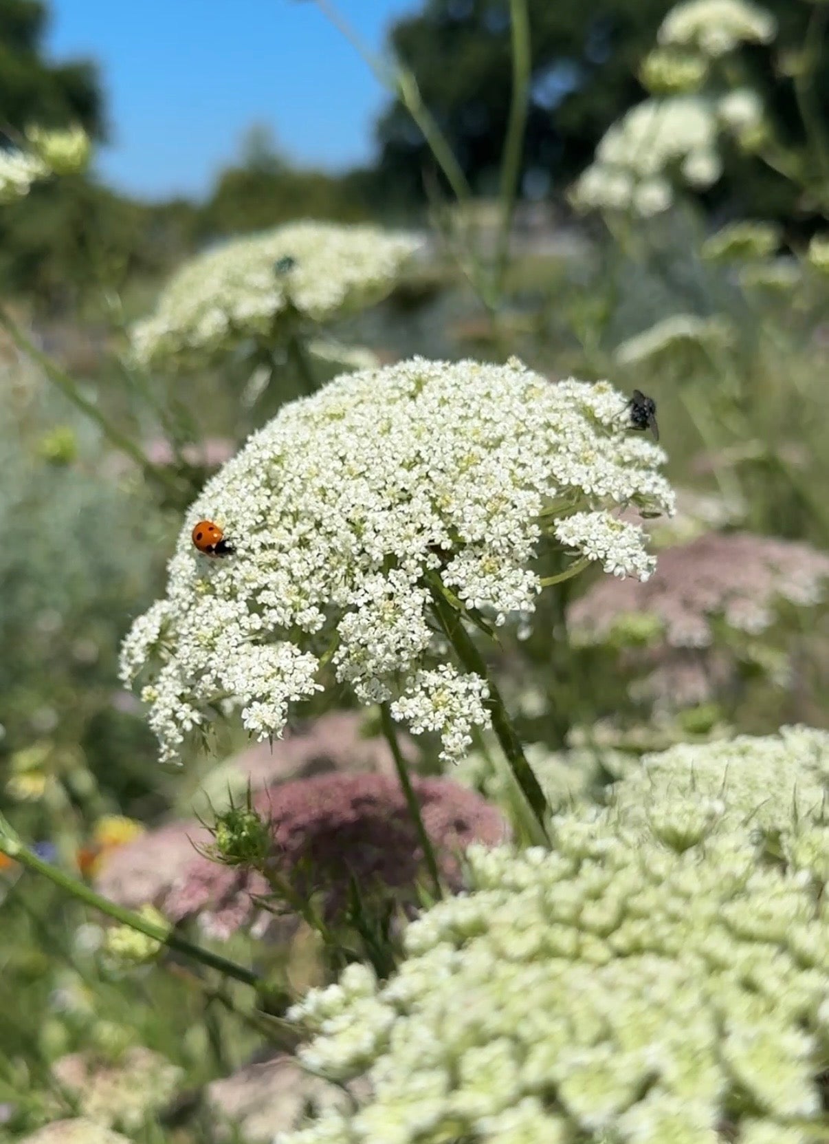 Daucus Carota (Wild Carrot) - REGN