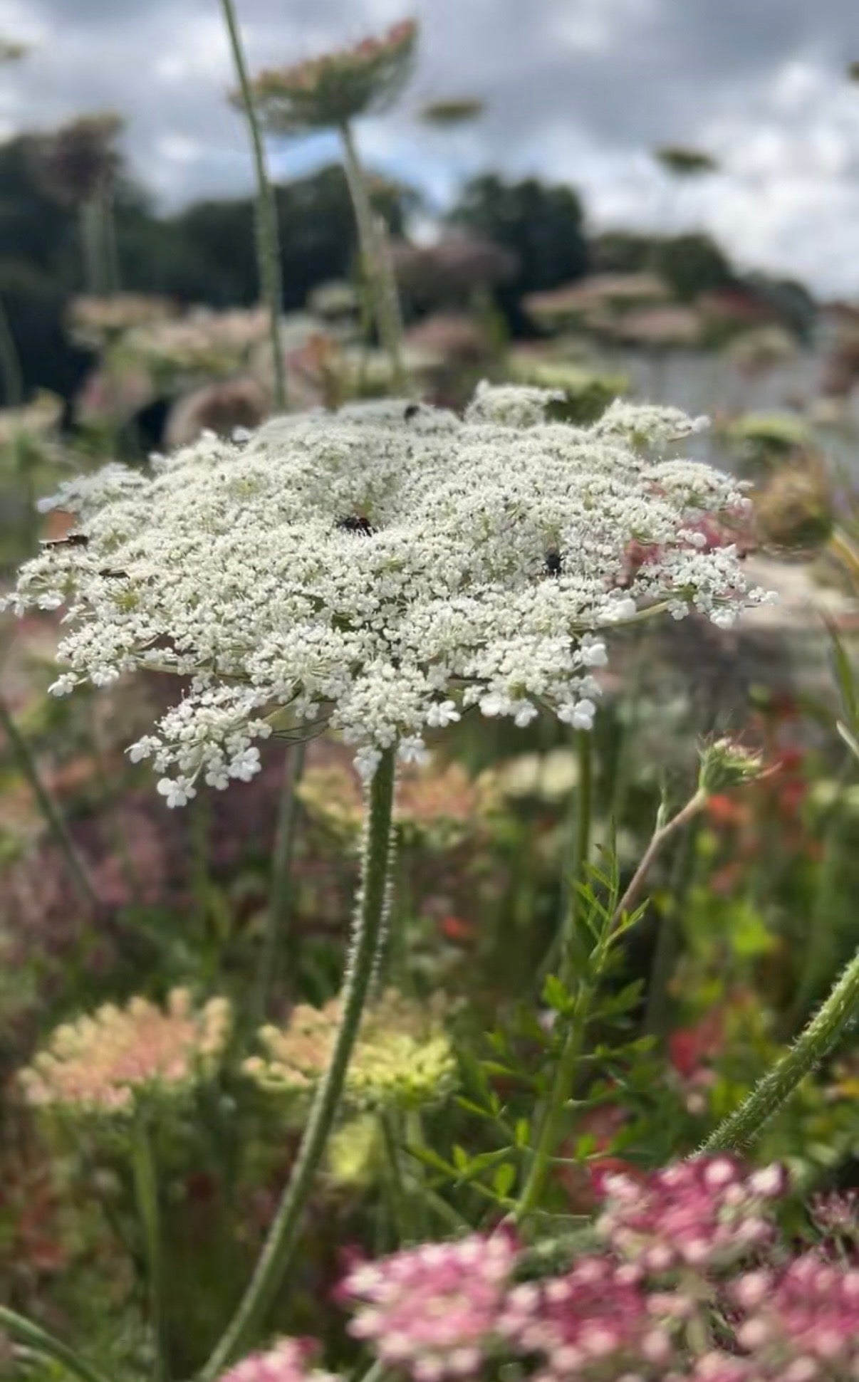 Daucus Carota (Wild Carrot) - REGN