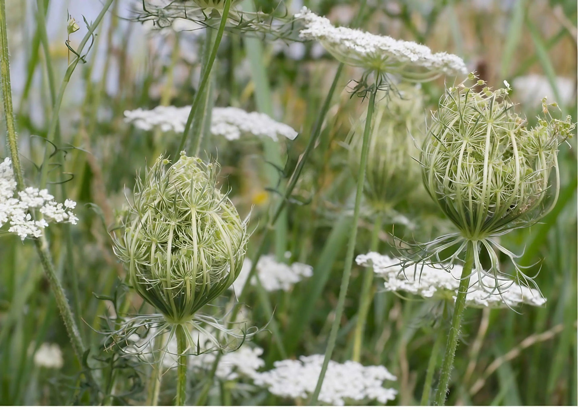 Daucus Carota (Wild Carrot) - REGN