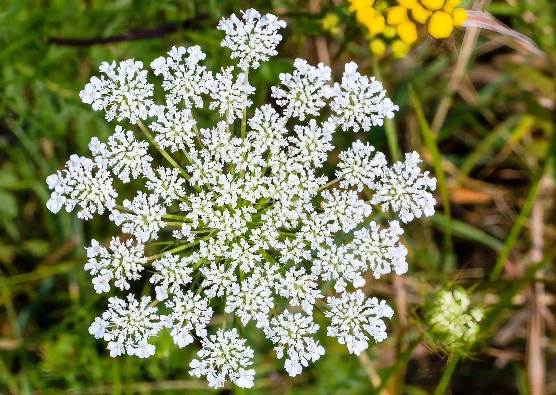Daucus Carota (Wild Carrot) - REGN