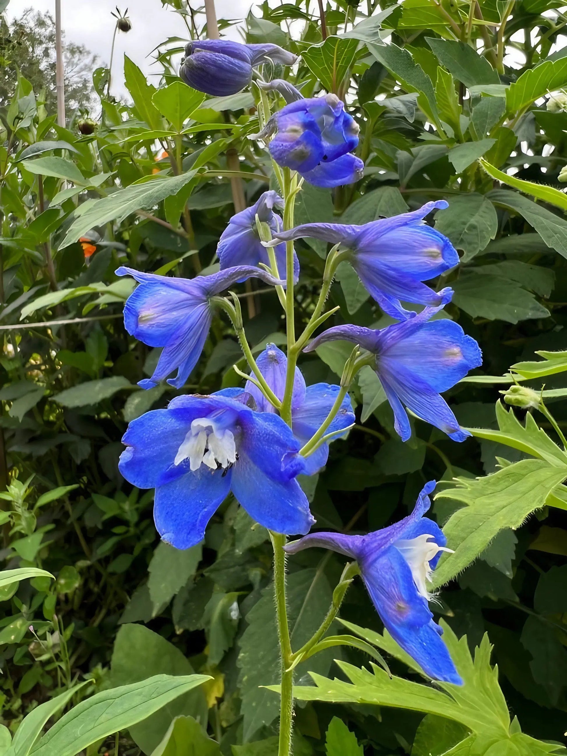 Delphinium Pacific Giant Summer Skies - REGN
