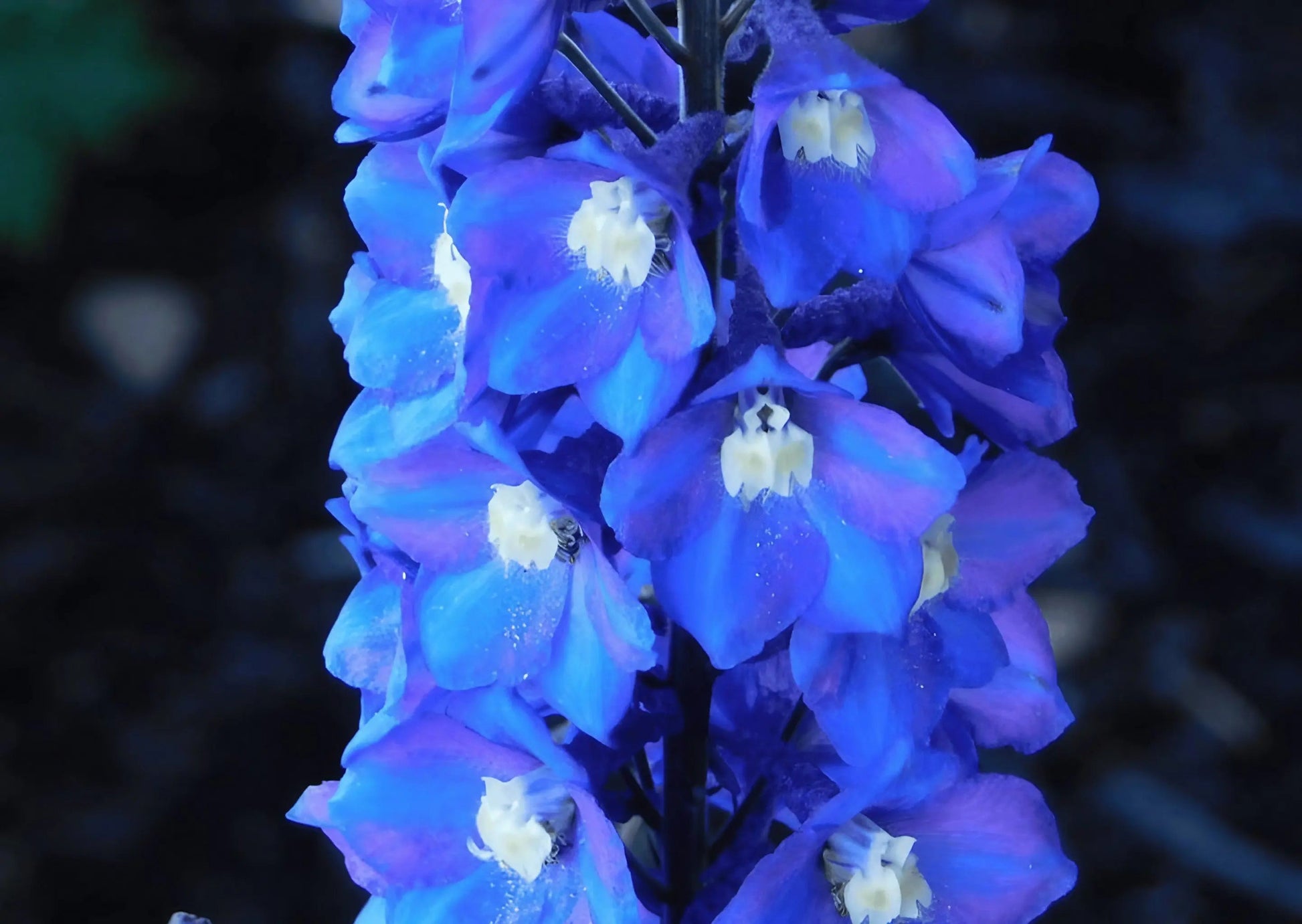 Delphinium Pacific Giant Summer Skies - REGN
