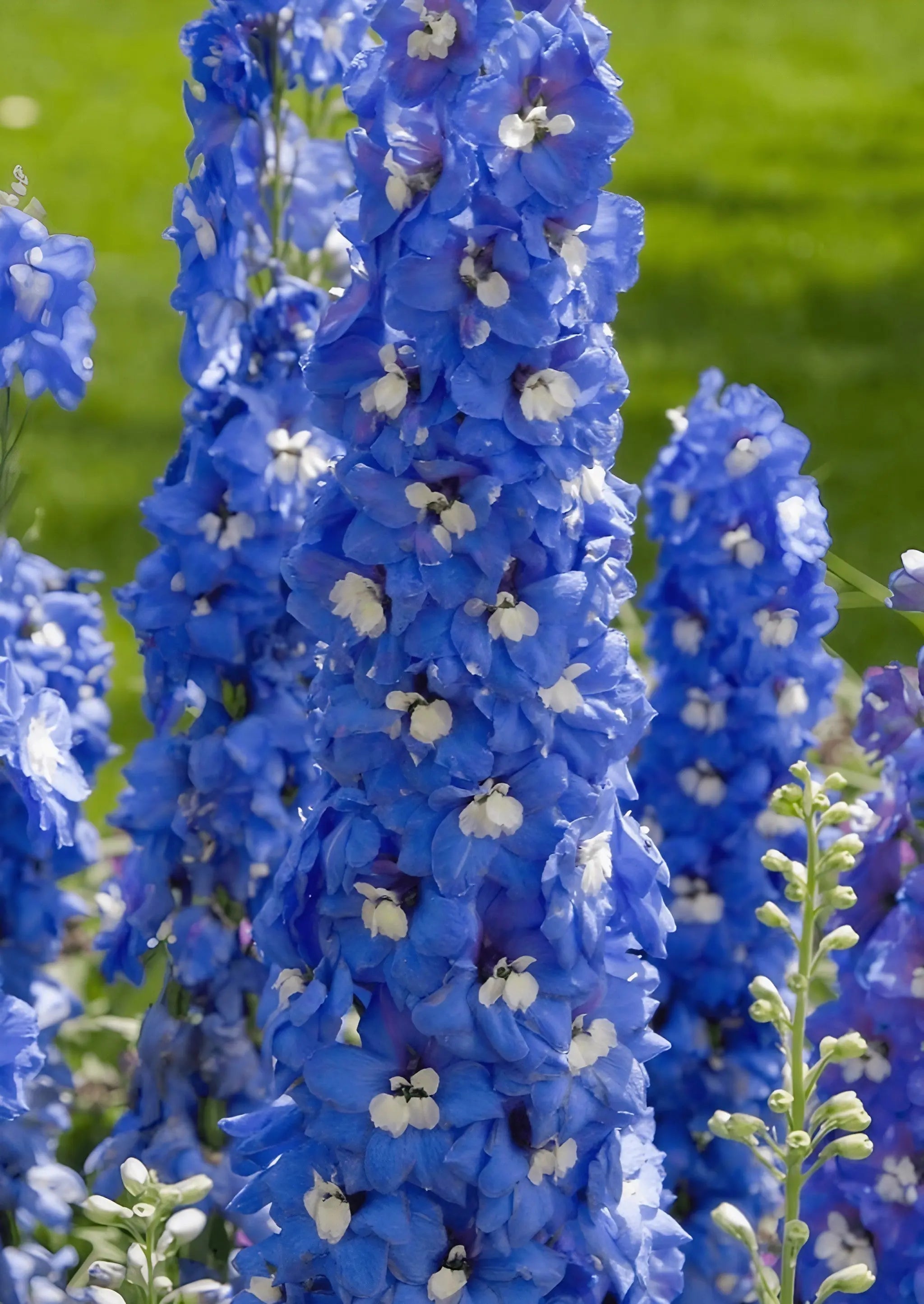 Delphinium Pacific Giant Summer Skies - REGN