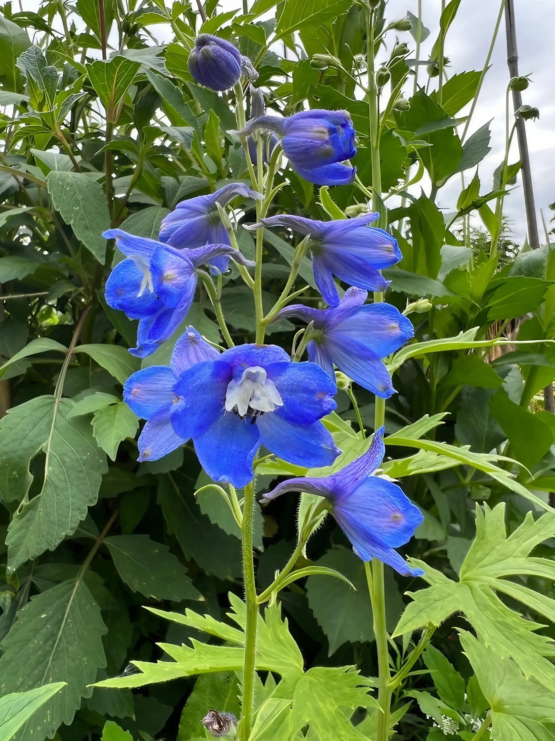 Delphinium Pacific Giant Summer Skies - REGN
