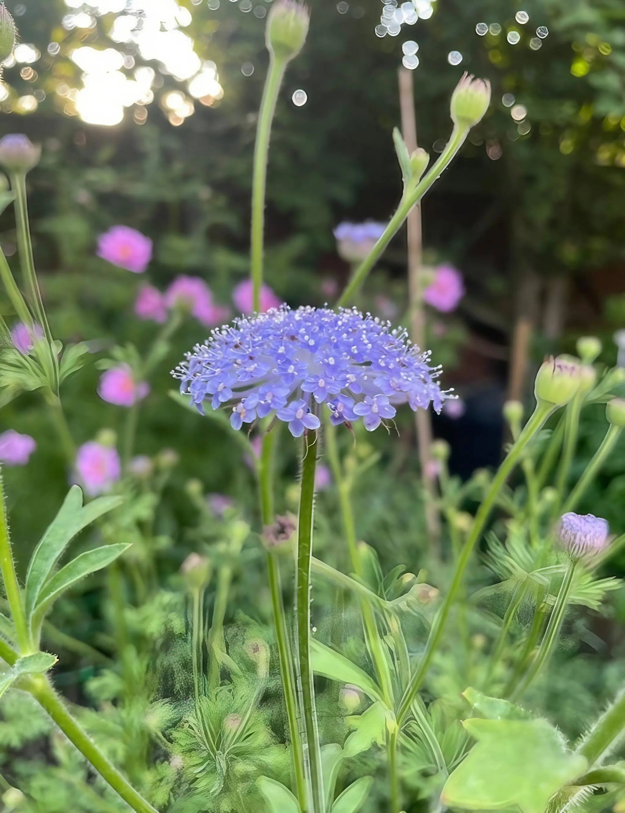 Didiscus Blue Lace - REGN