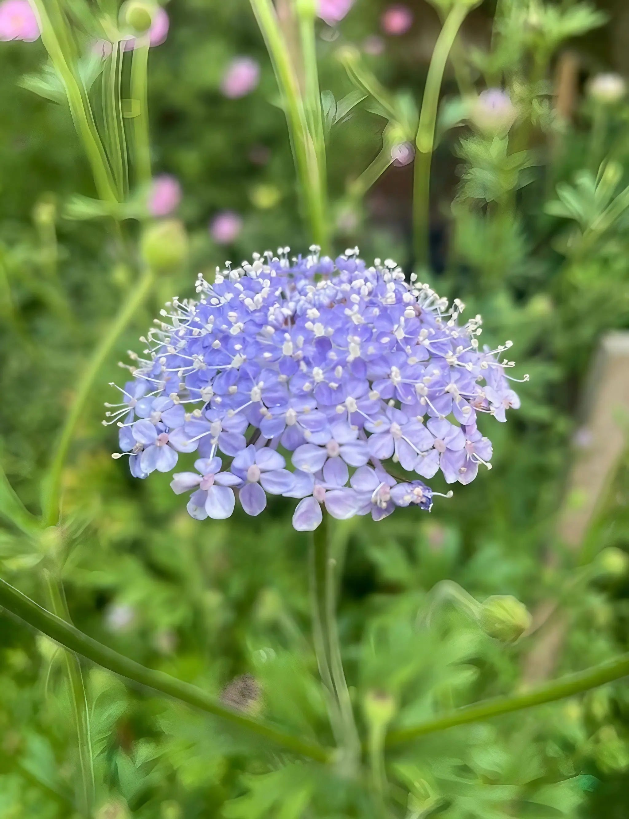 Didiscus Blue Lace - REGN