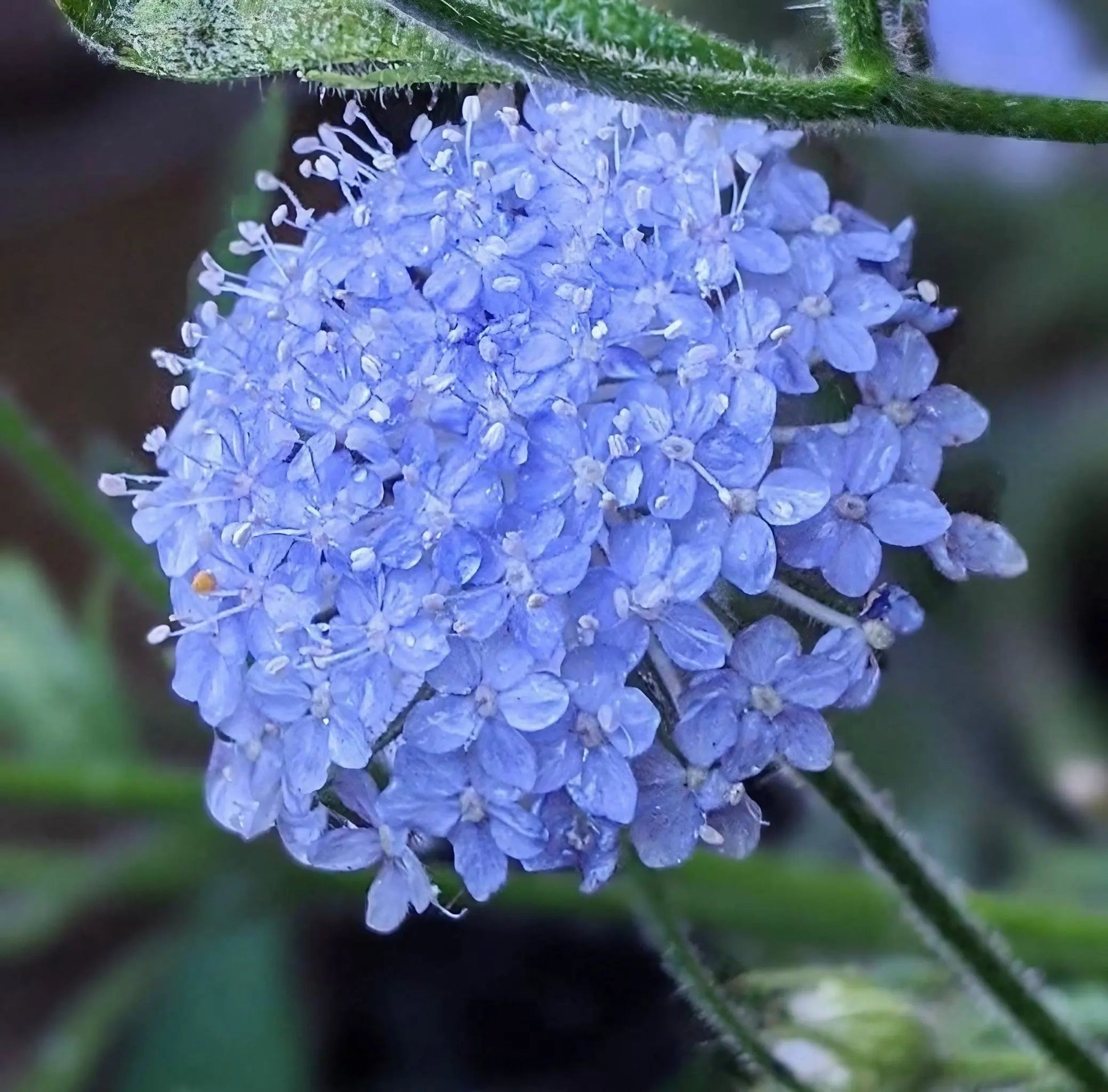 Didiscus Blue Lace - REGN