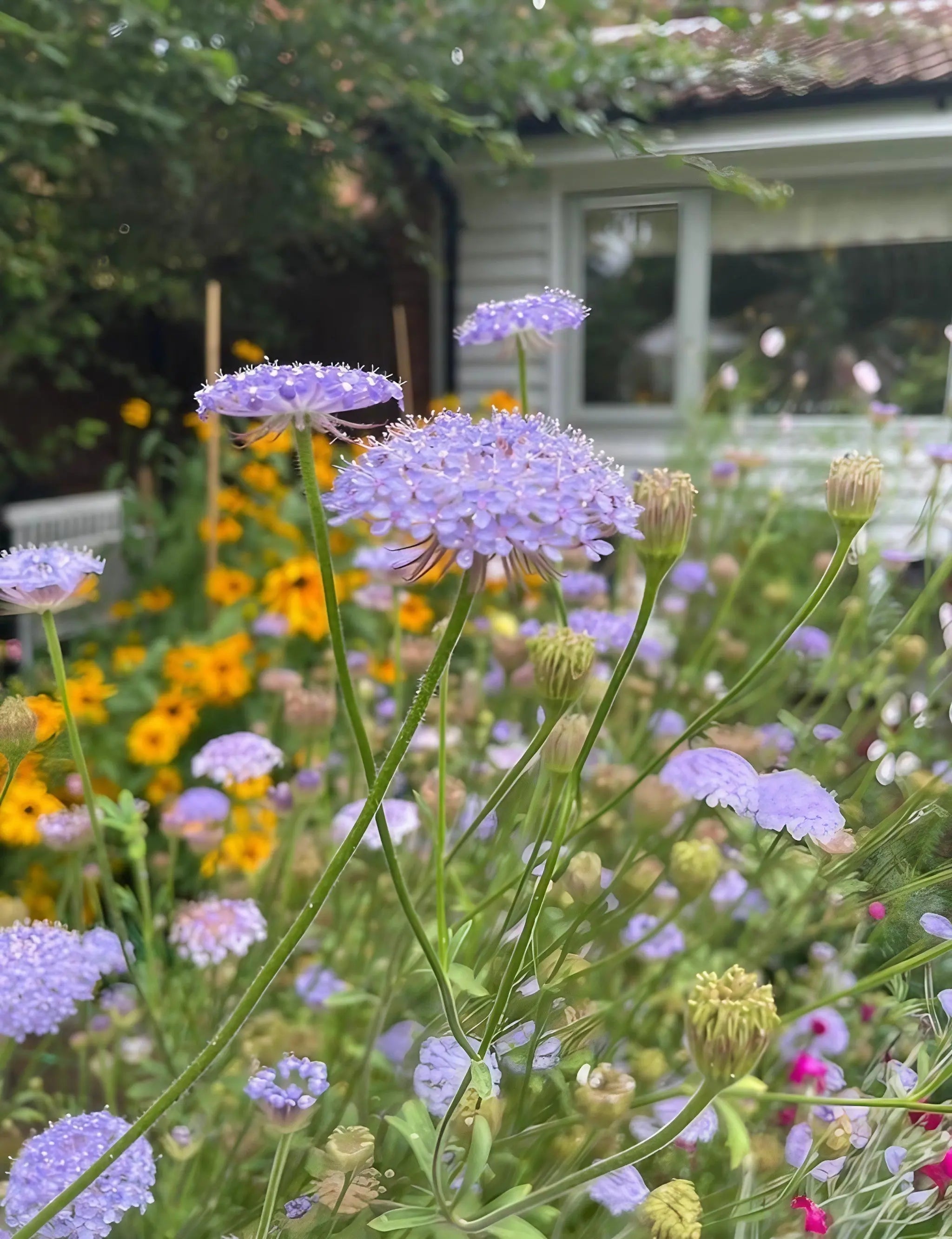 Didiscus Blue Lace - REGN