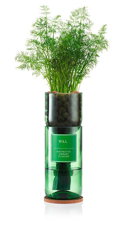 Dill - REGN