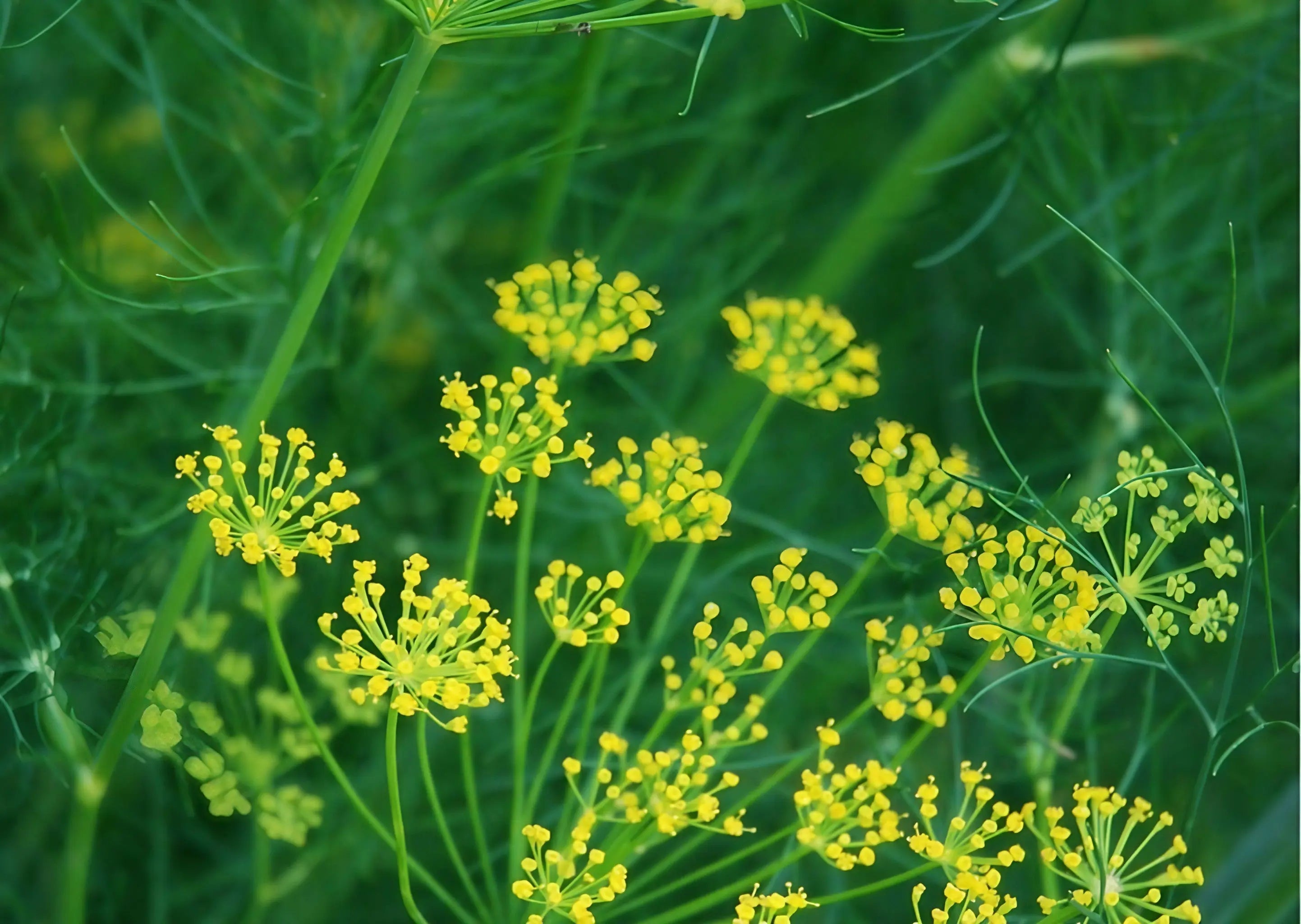 Dill Bouquet - REGN