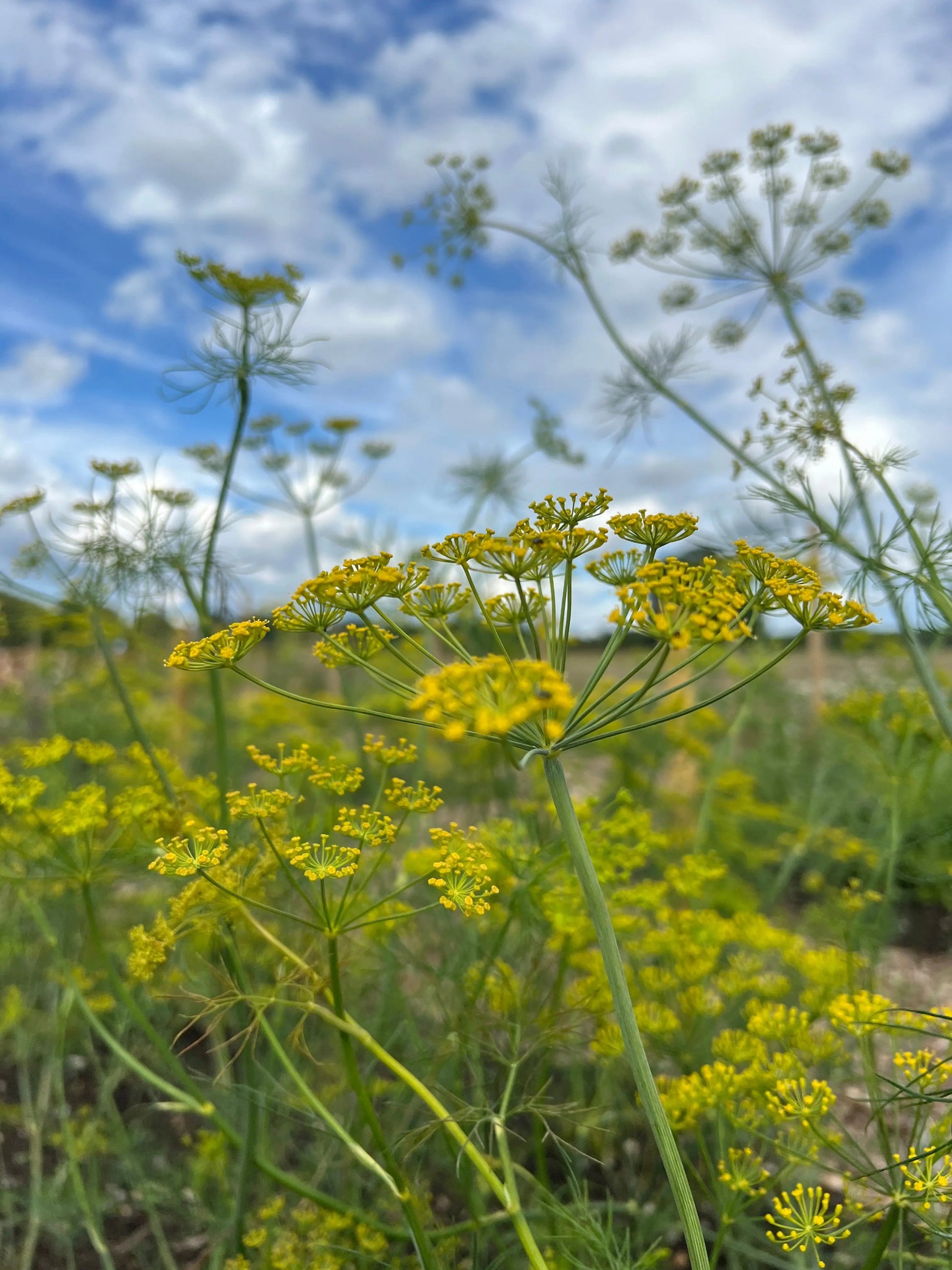 Dill Bouquet - REGN