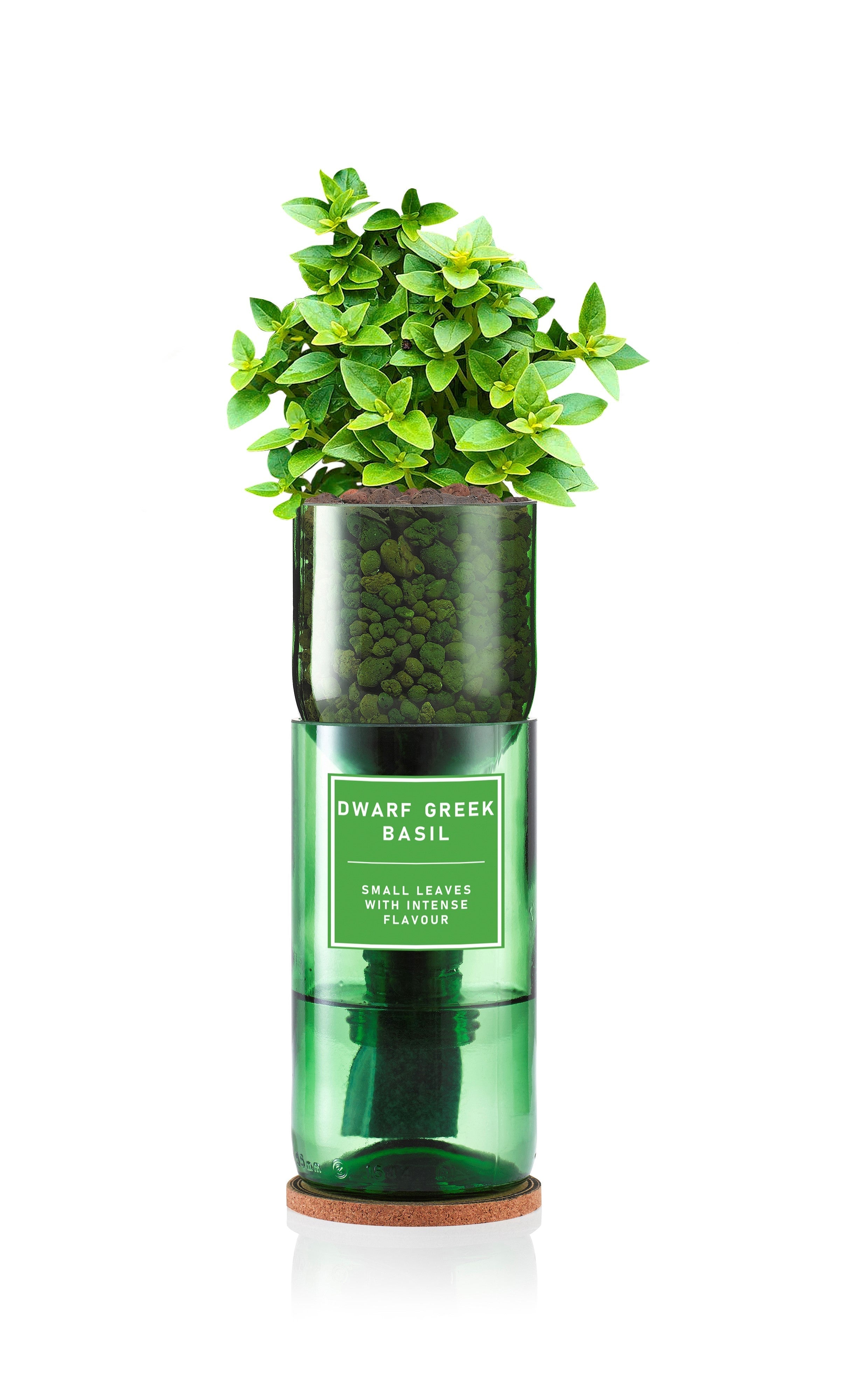 Dwarf Basil (Greek) - REGN