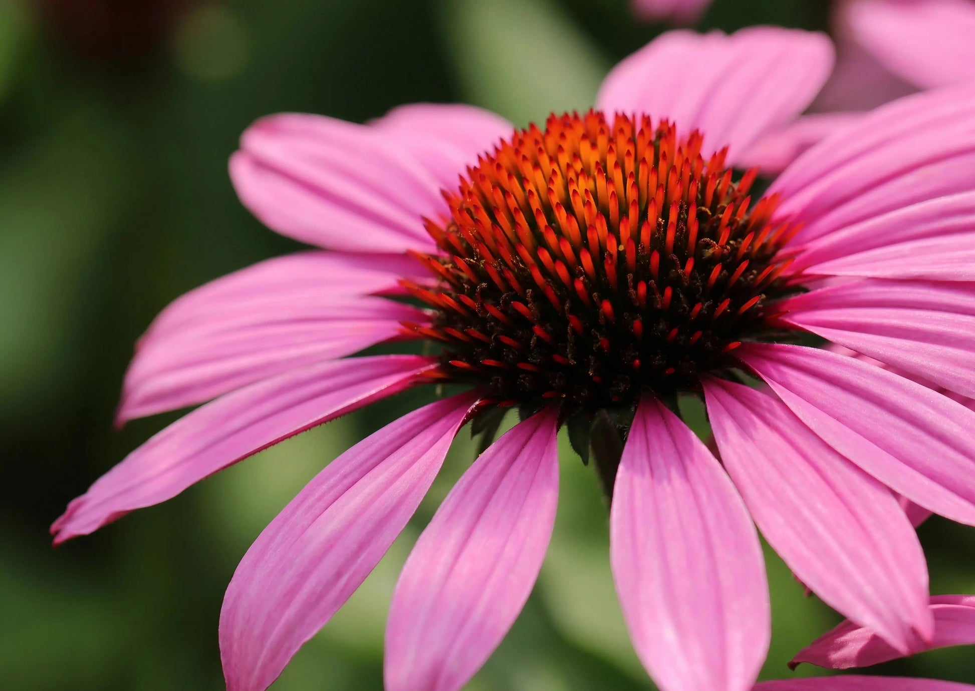 Echinacea Bravado - REGN
