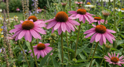 Echinacea Bravado - REGN