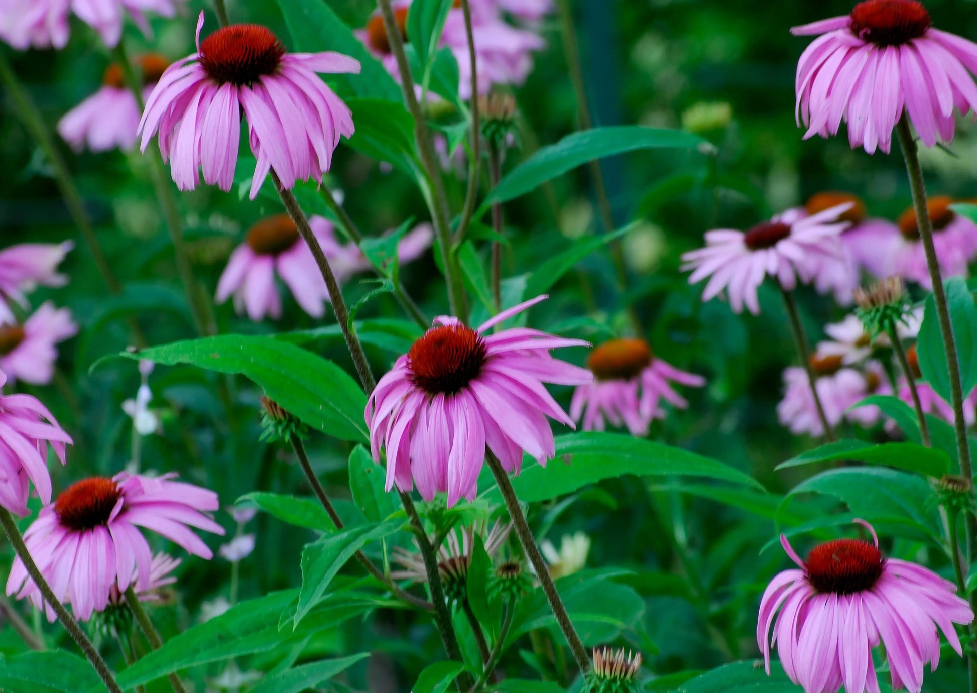 Echinacea Bravado - REGN