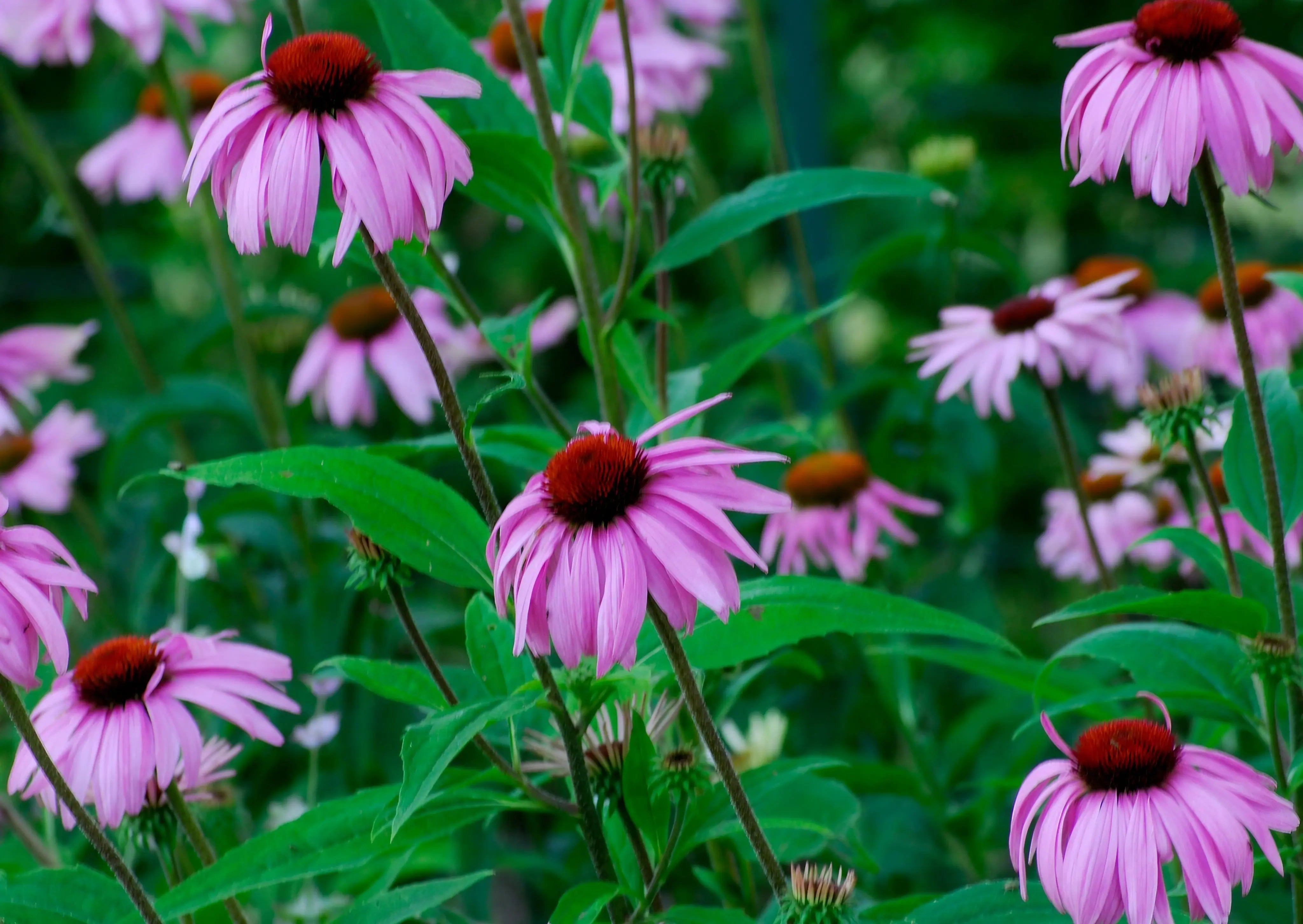 Echinacea Bravado - REGN