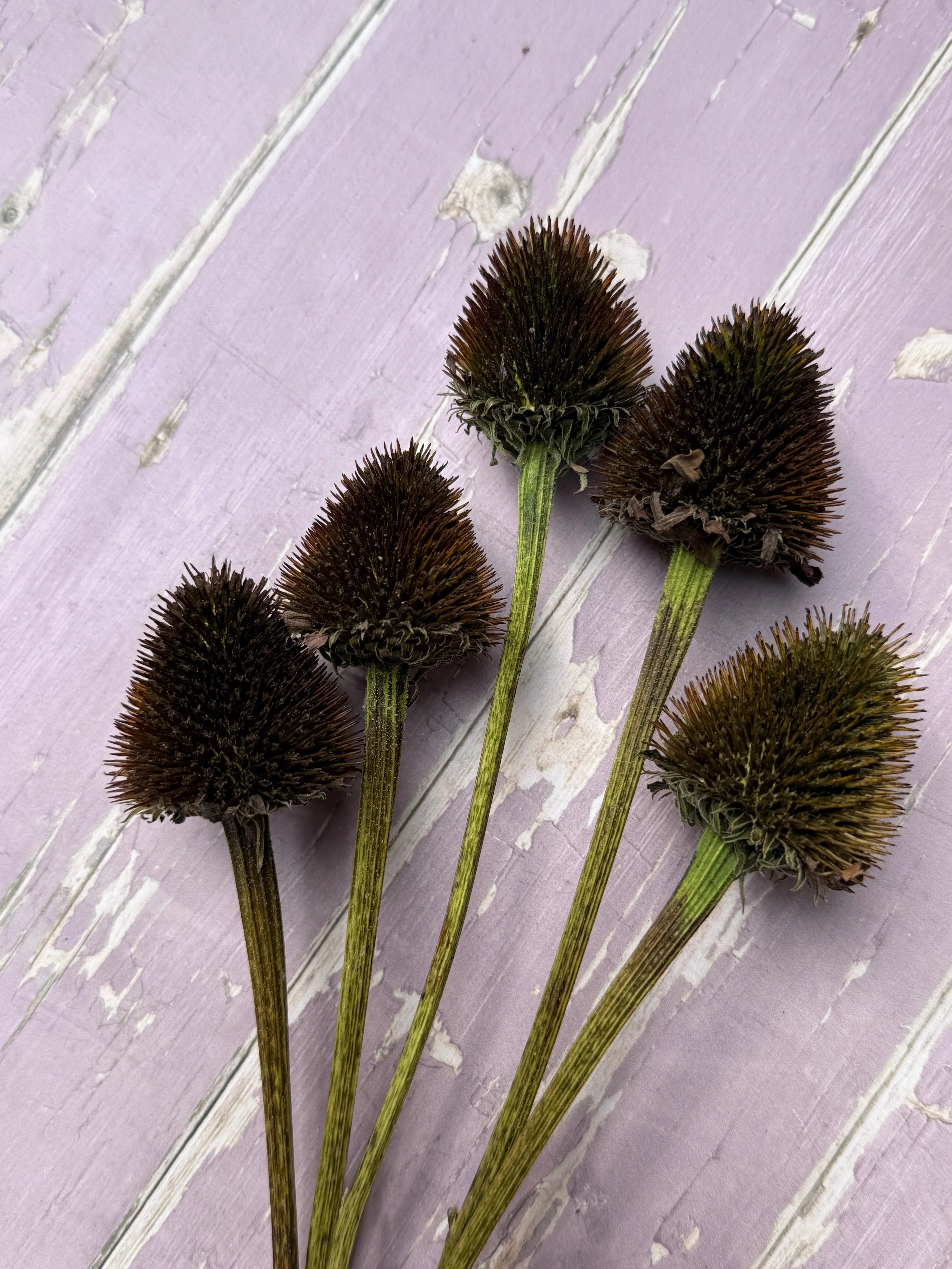 Echinacea Cones Dried - REGN