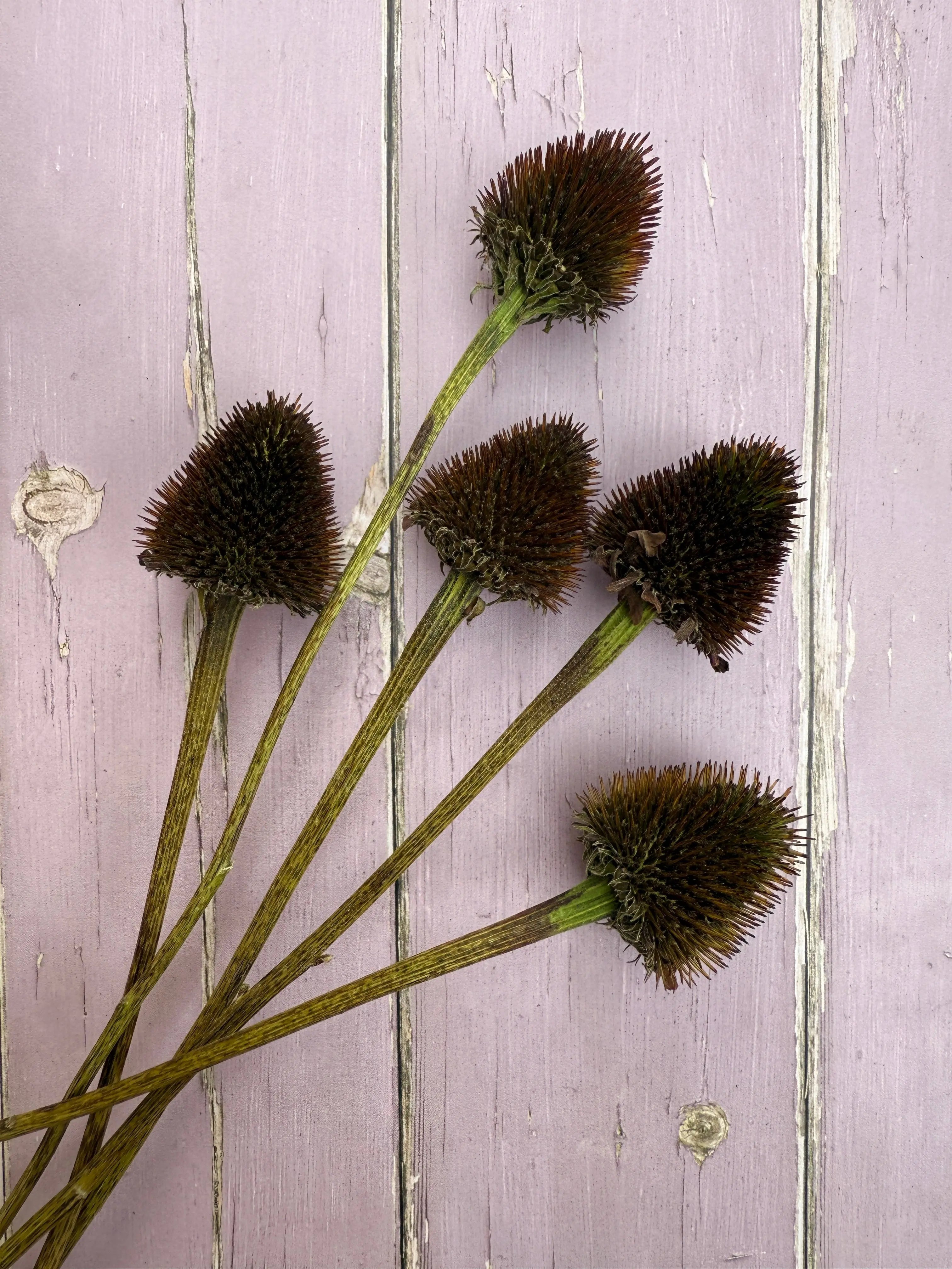 Echinacea Cones Dried - REGN