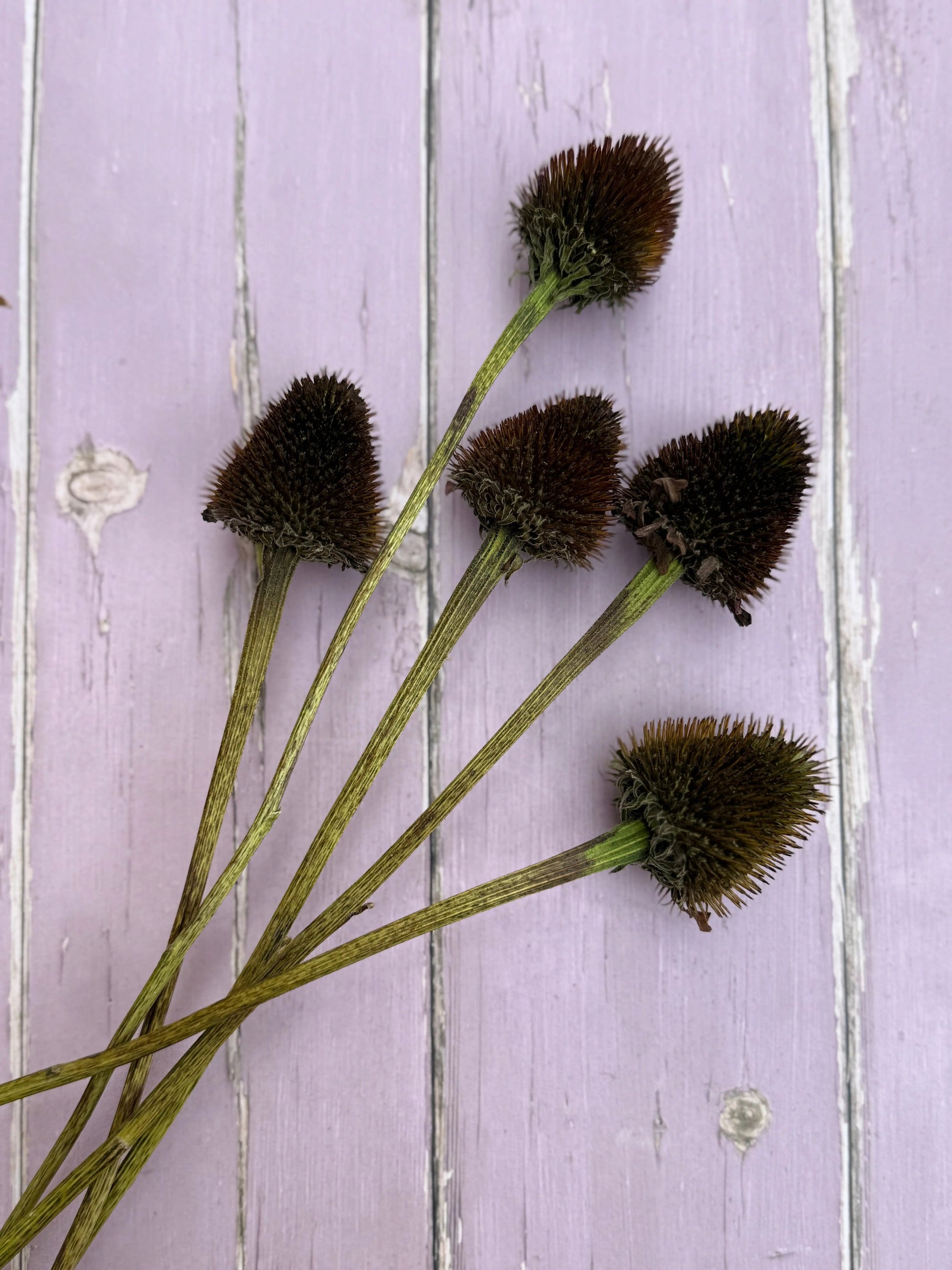 Echinacea Cones Dried - REGN