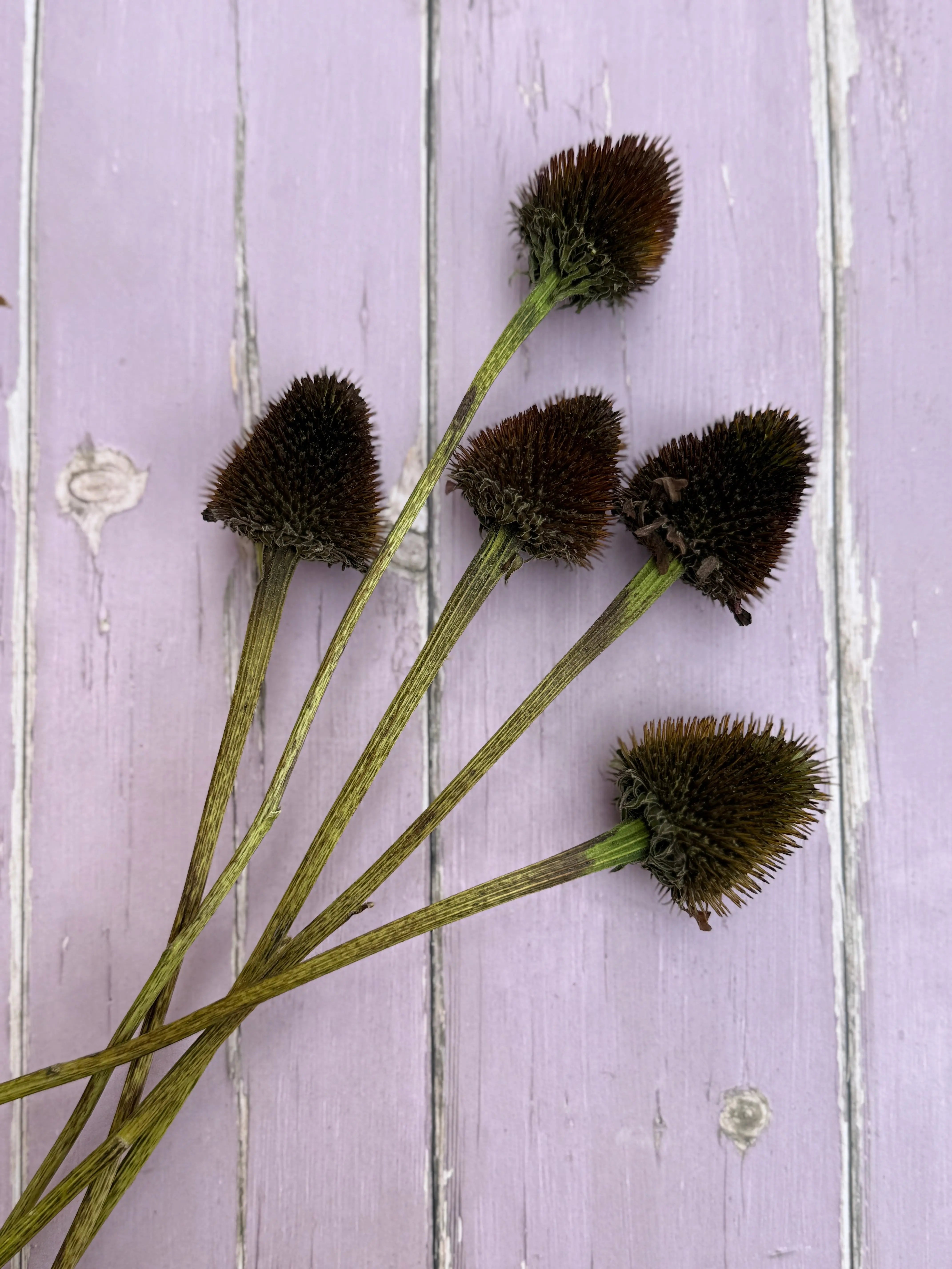 Echinacea Cones Dried - REGN