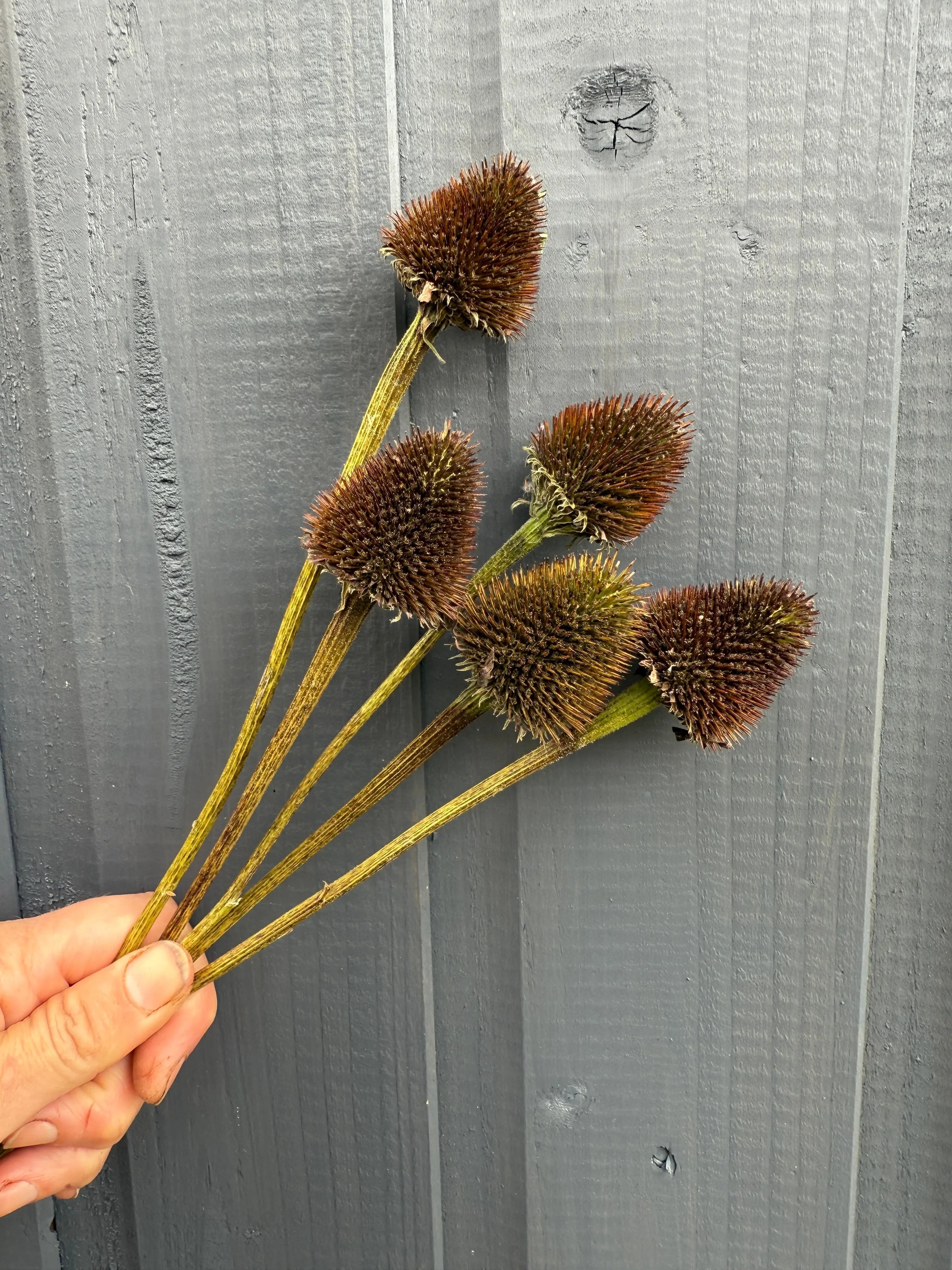 Echinacea Cones Dried - REGN